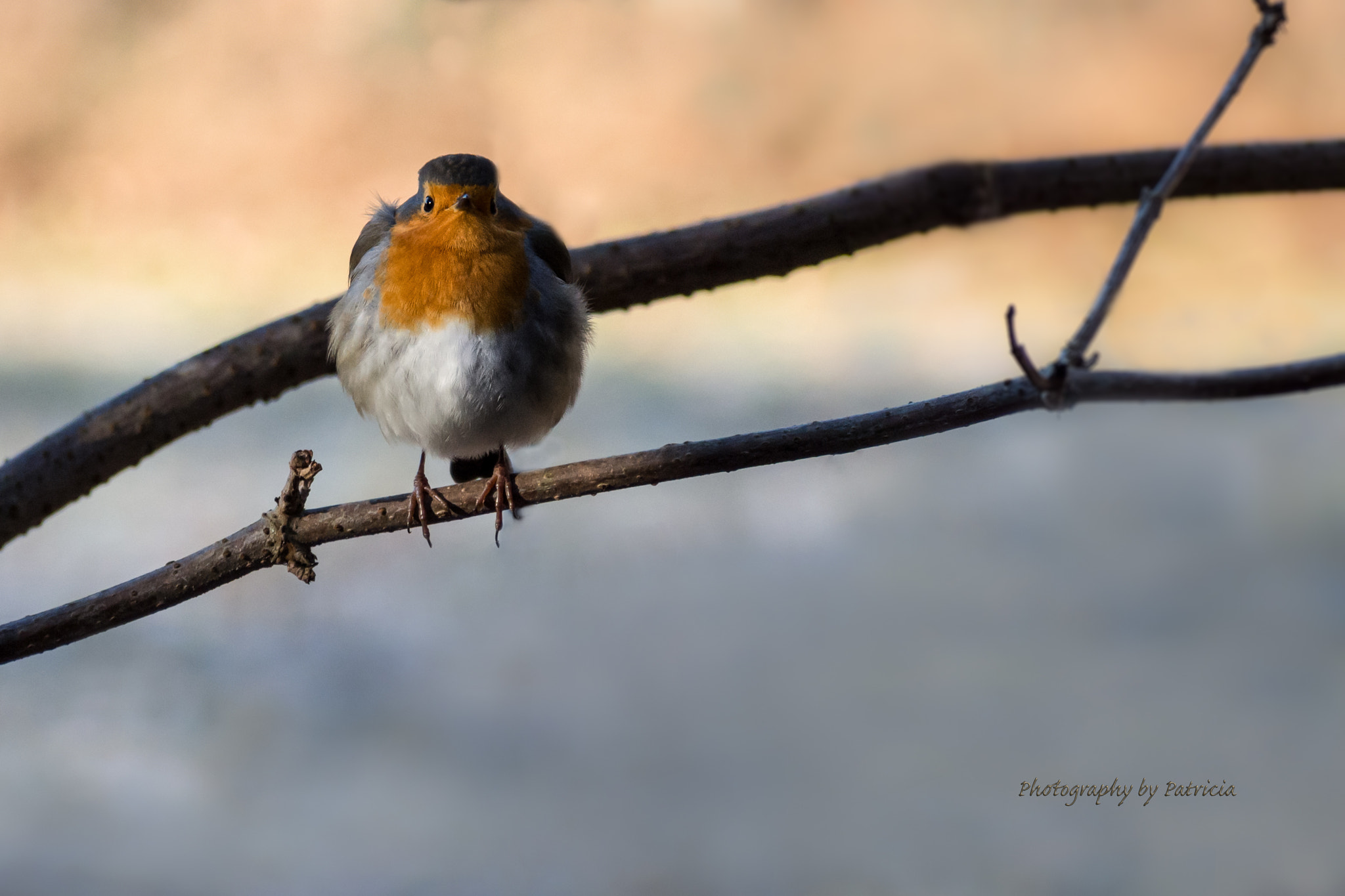 Olympus OM-D E-M5 sample photo. Robin without batman photography