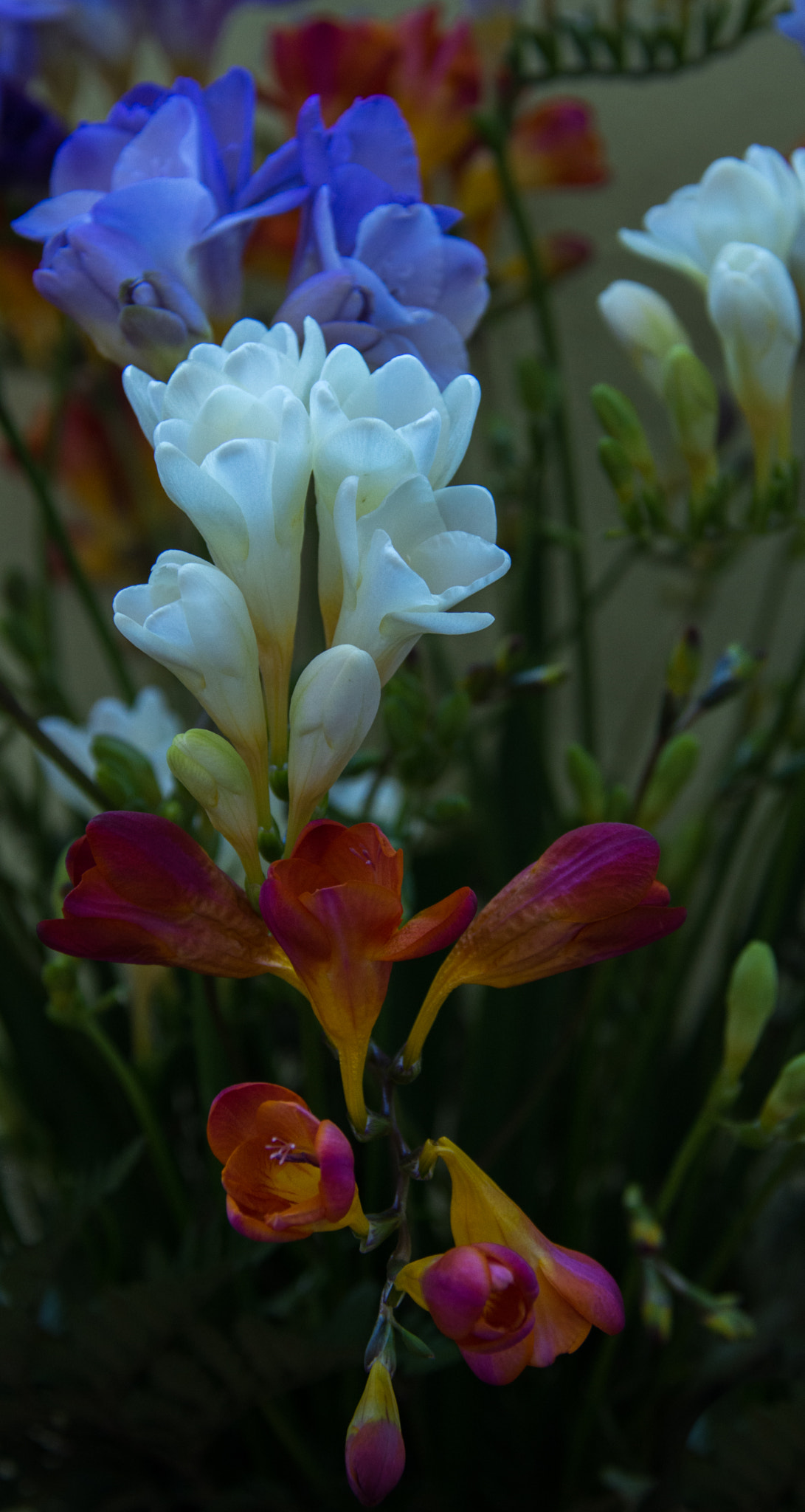Nikon D7200 sample photo. Das bunte treiben der fresien... photography