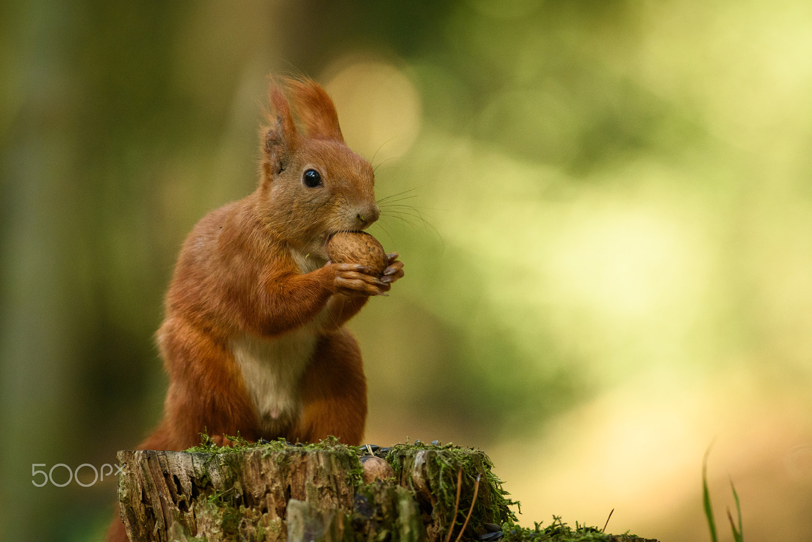 Nikon D810 + Nikon AF-S Nikkor 300mm F2.8G ED VR II sample photo. Squirrel-man photography