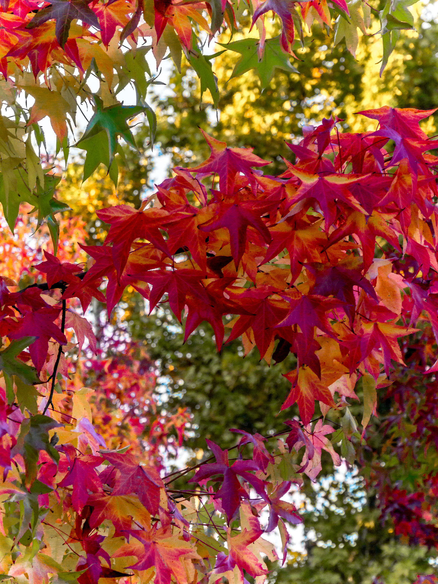 Panasonic Lumix DMC-G6 sample photo. The autumn is coming photography