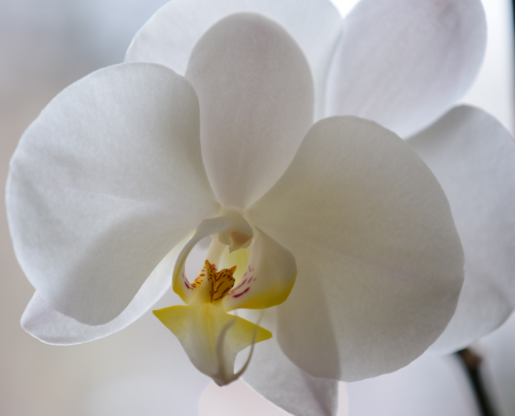 Nikon D5300 sample photo. White orchid photography