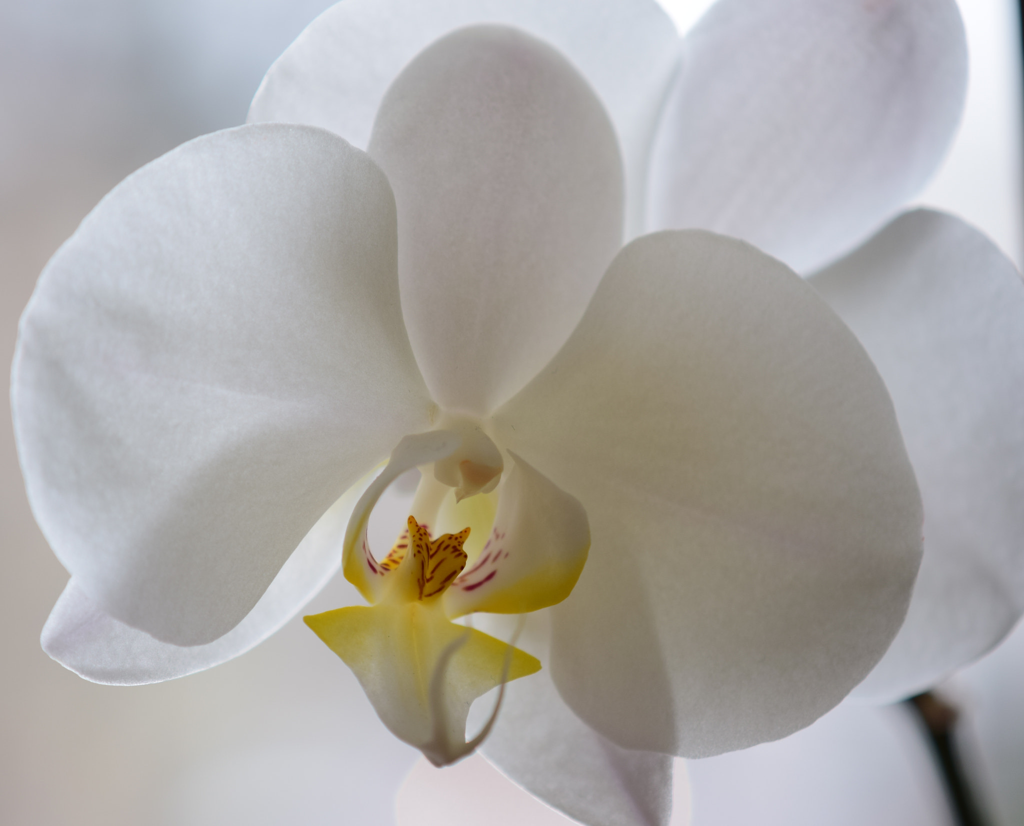 Nikon AF-S DX Micro-Nikkor 85mm F3.5G ED VR sample photo. White orchid photography