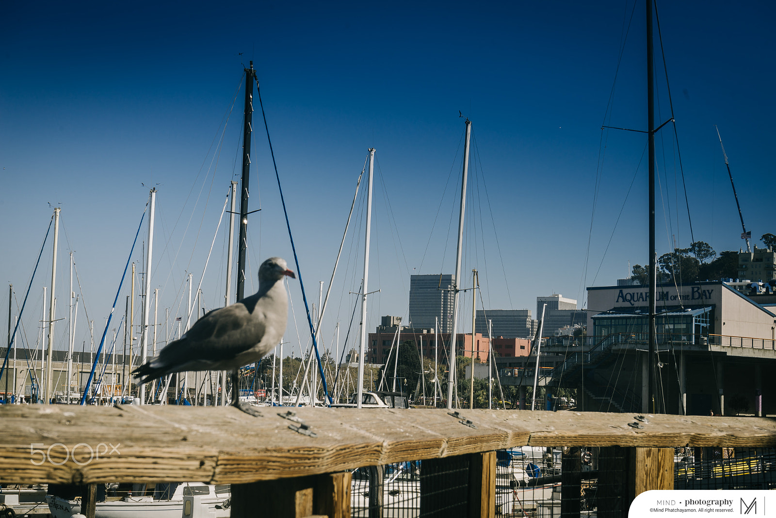 Sony a7R + Sony FE 28-70mm F3.5-5.6 OSS sample photo. Mindphatchinusa2016 photography