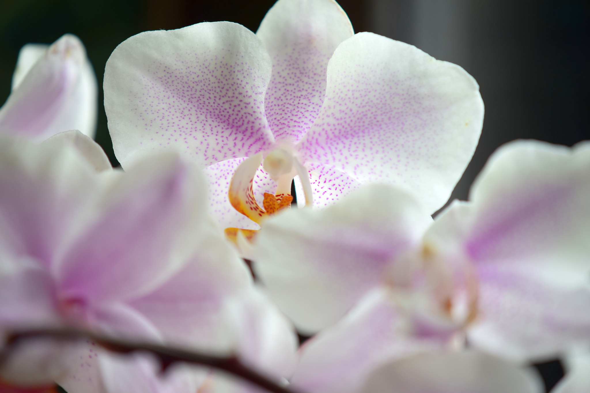 Nikon AF-S DX Micro-Nikkor 85mm F3.5G ED VR sample photo. Orchid photography