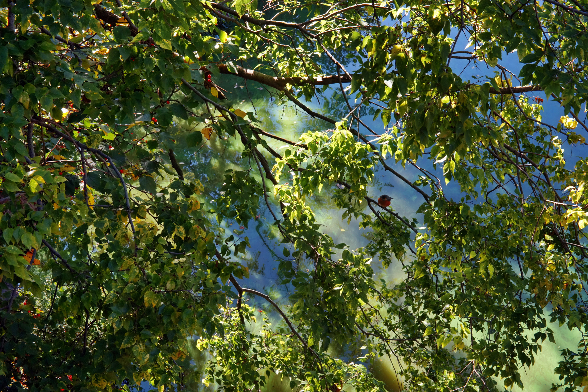 Sony a99 II + Sony 50mm F1.4 sample photo. Central park little red birds on green & blue photography