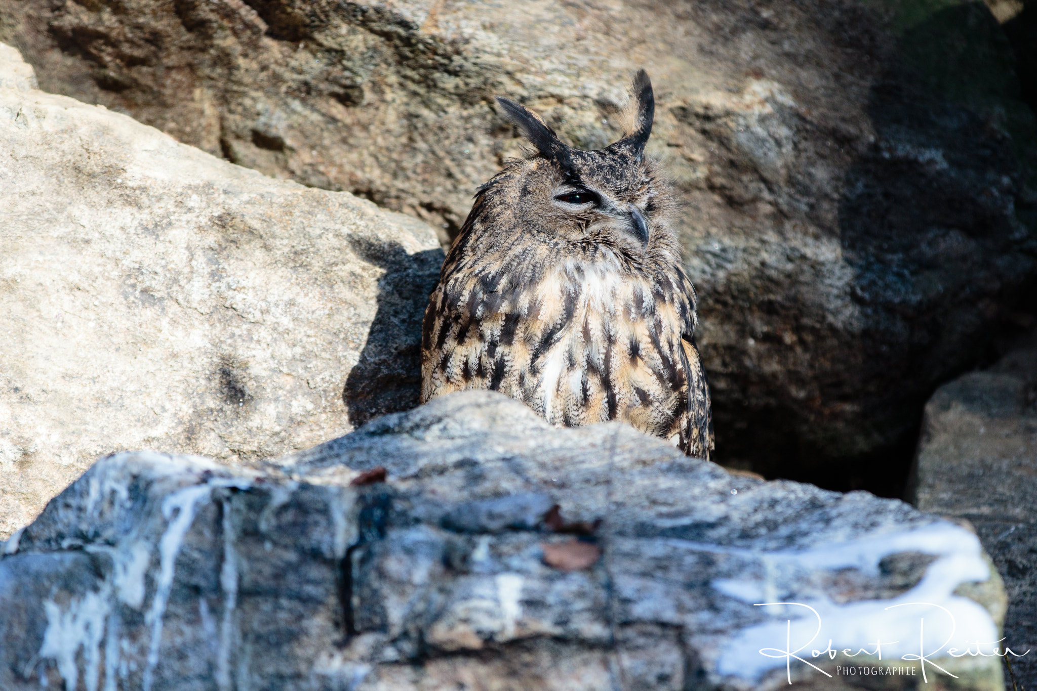 Canon EF 70-200mm F2.8L IS II USM sample photo. Eagle owl photography