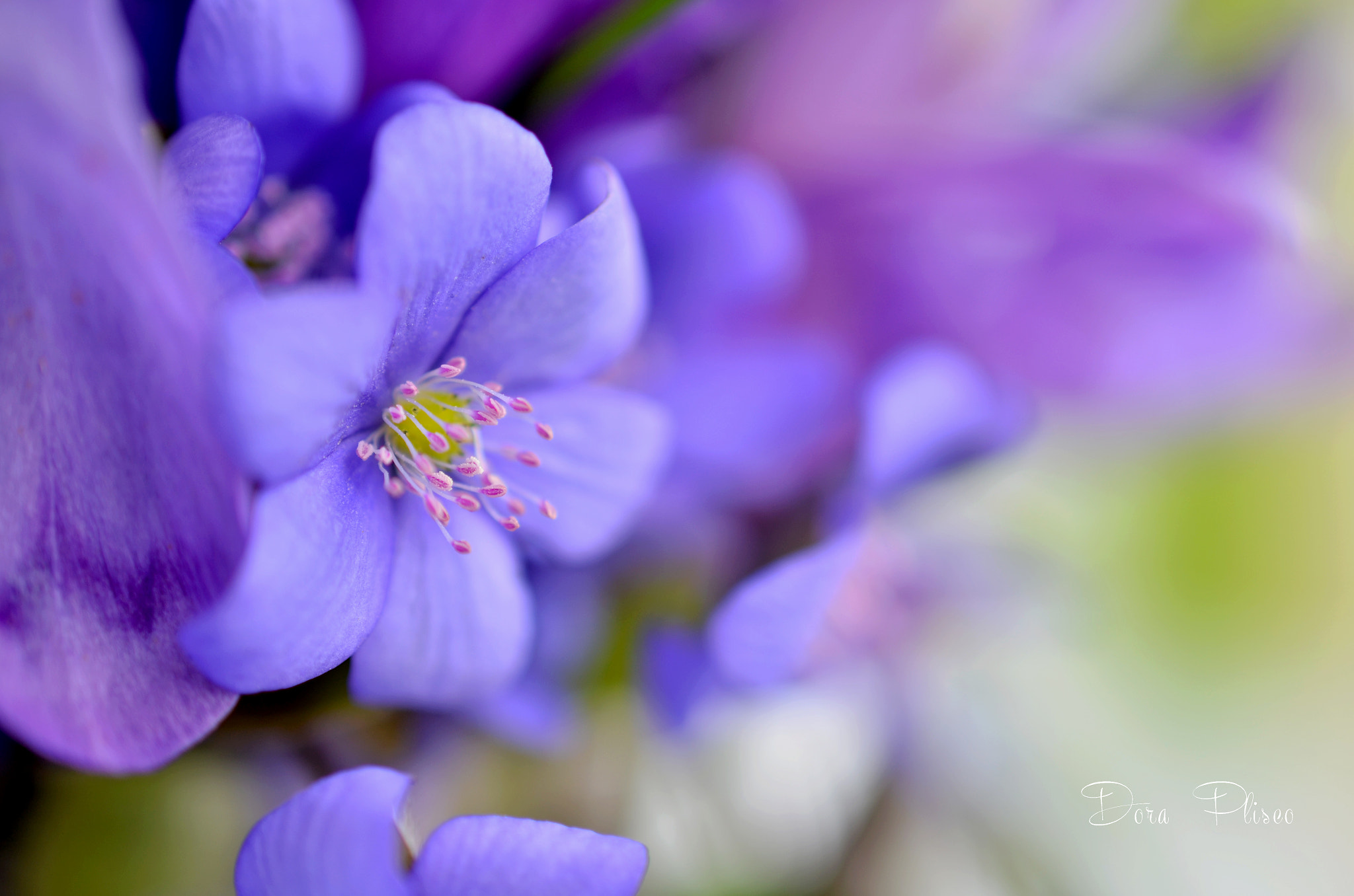 Nikon AF-S DX Micro Nikkor 40mm F2.8 sample photo. Spring! photography