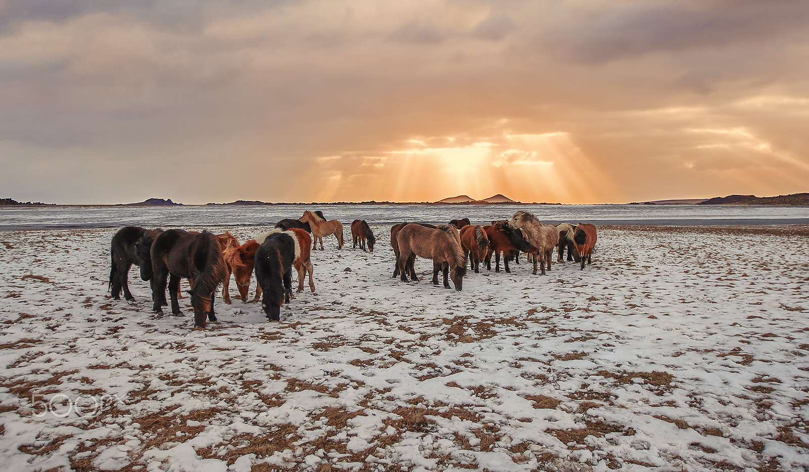 Canon EOS-1D X + Canon EF 16-35mm F2.8L II USM sample photo. Icelandic horses photography