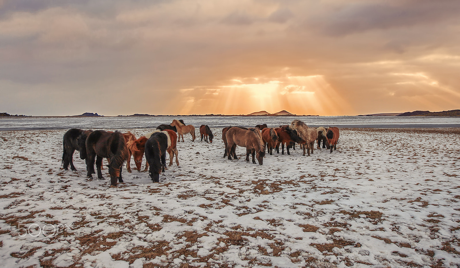 Canon EF 16-35mm F2.8L II USM sample photo. Icelandic horses photography