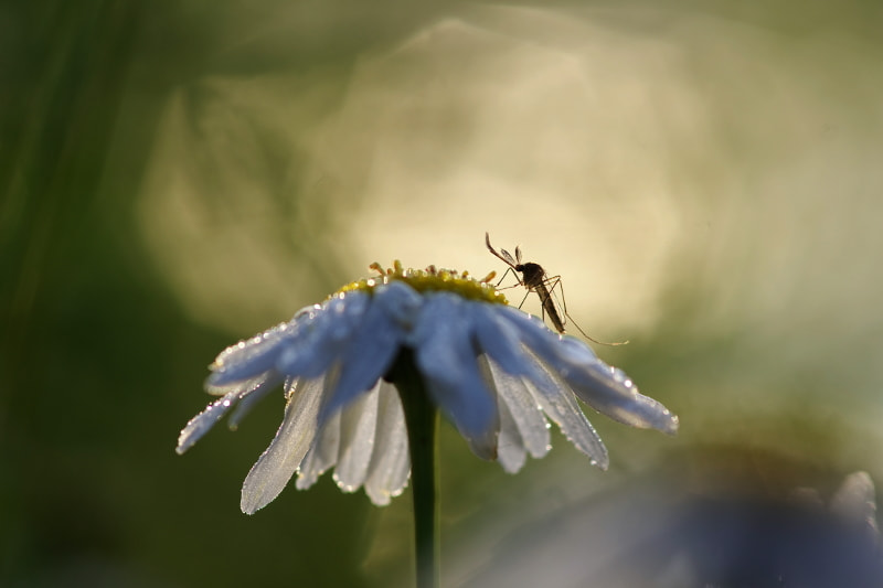 Pentax K-5 II + Sigma sample photo. Morning gnat photography