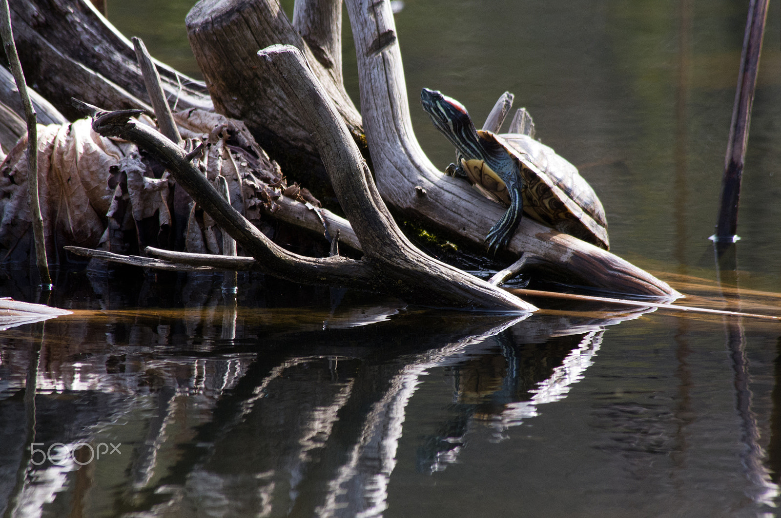 Pentax K-x + Sigma sample photo. Sunbathing already? photography