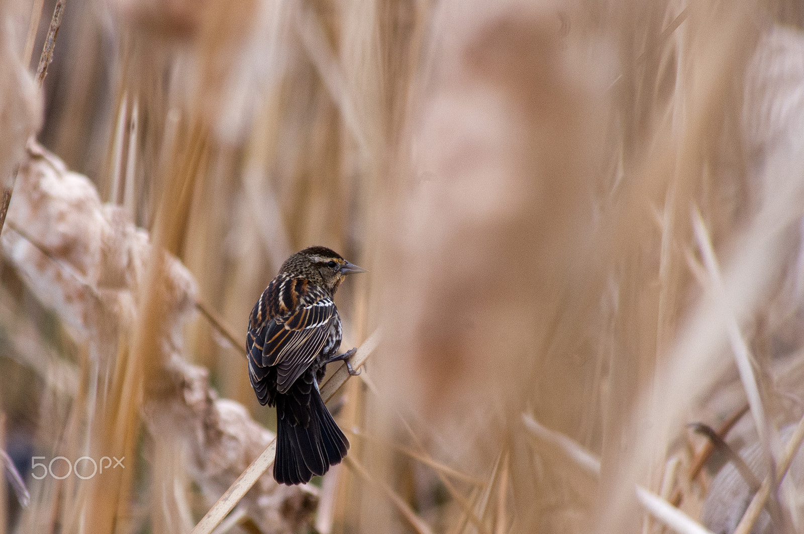 Pentax K-x sample photo. Hiding in the reeds photography