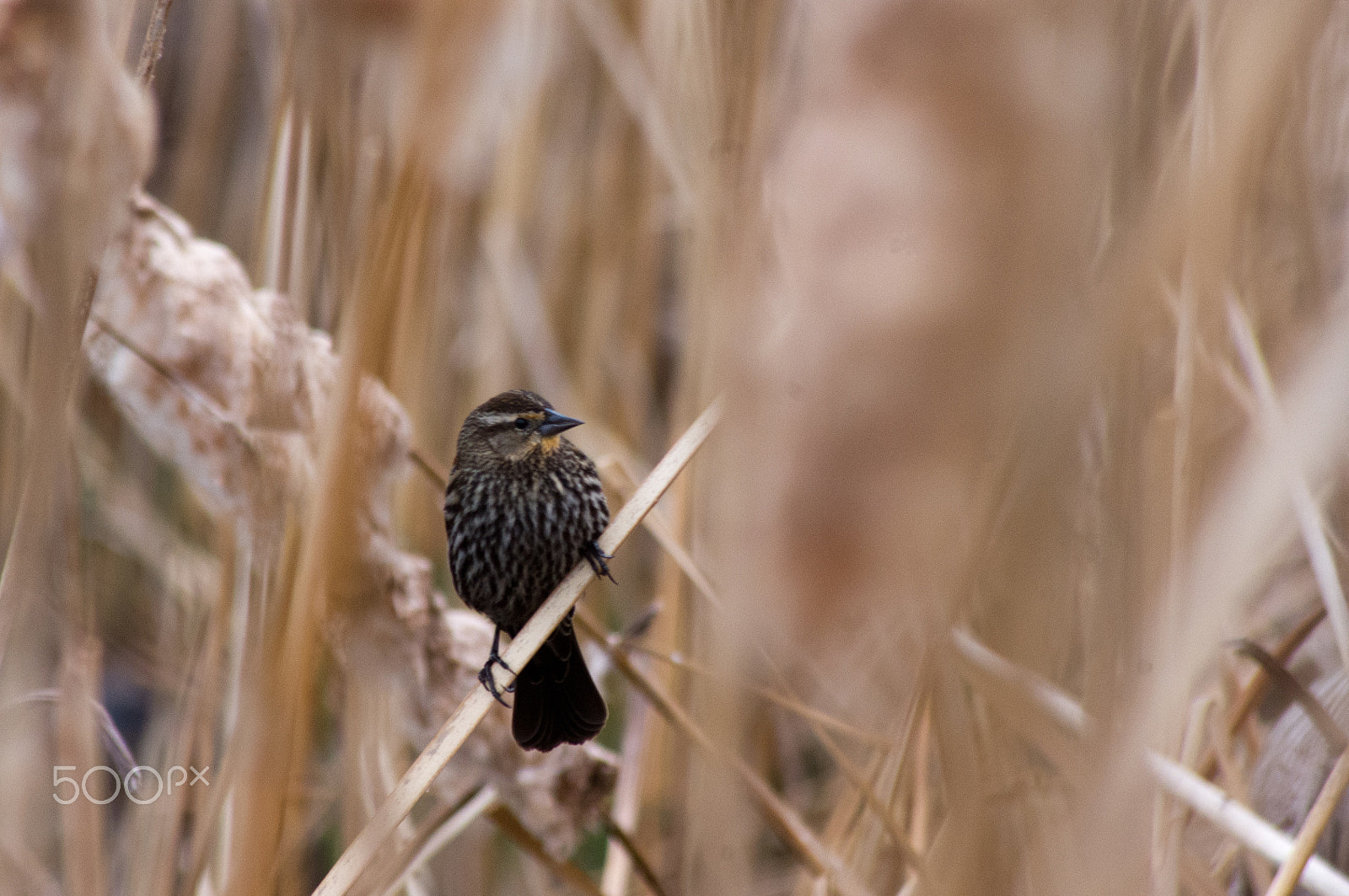 Pentax K-x + Sigma sample photo. Hiding in the reeds 1 photography