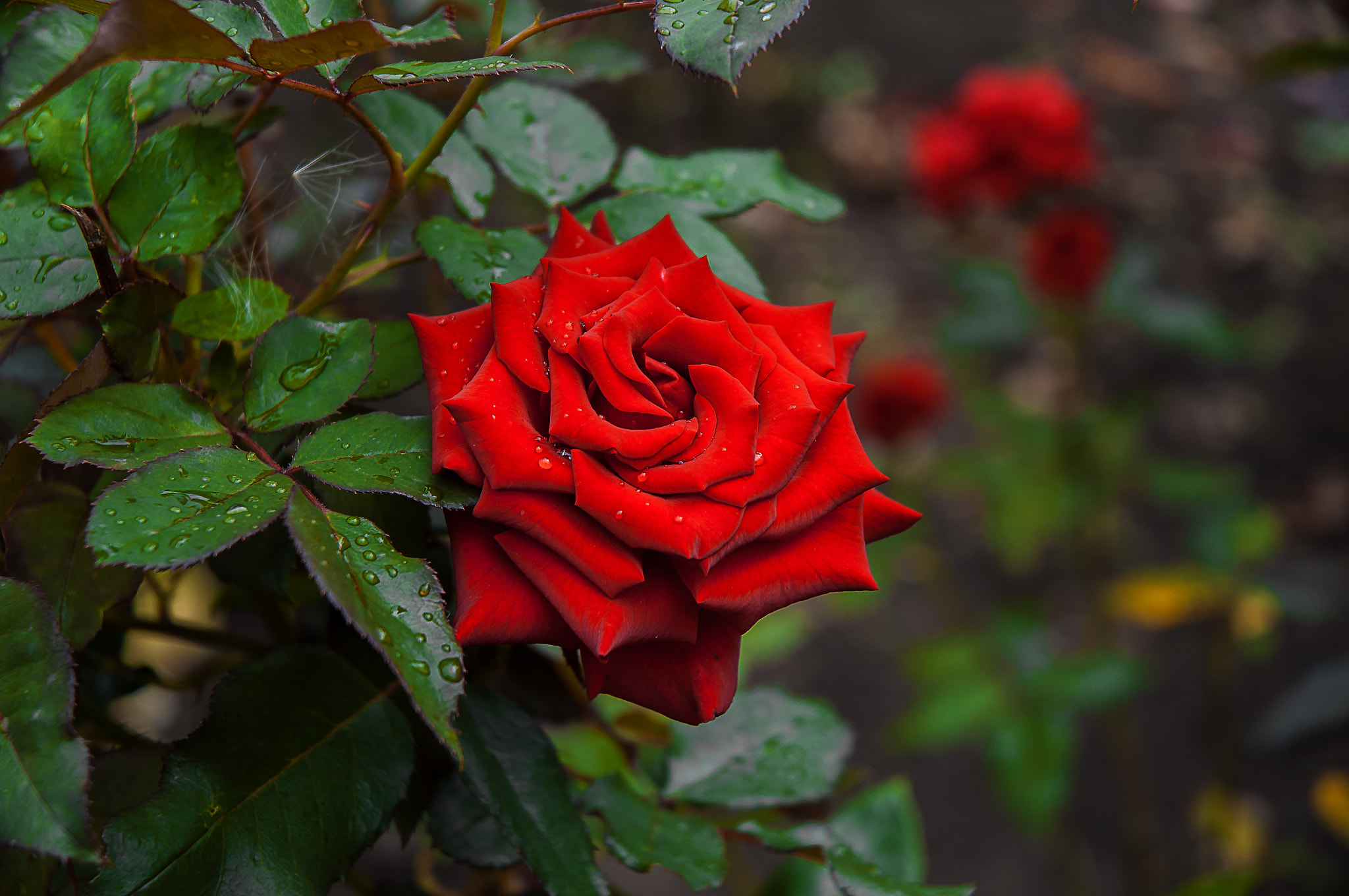 Nikon D90 sample photo. Красная роза photography