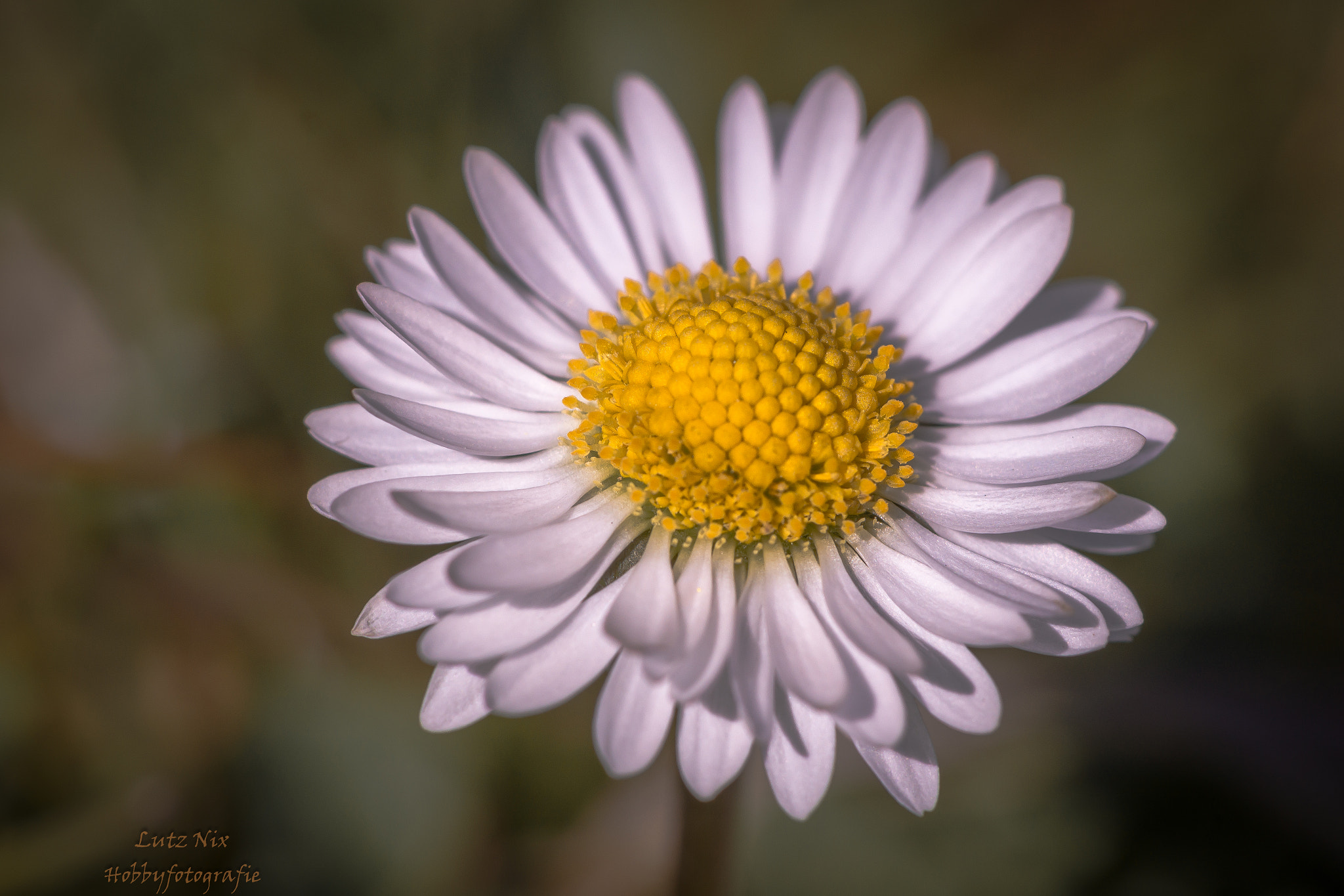 90mm F2.8 Macro SSM sample photo. Daisy (gänseblümchen) photography