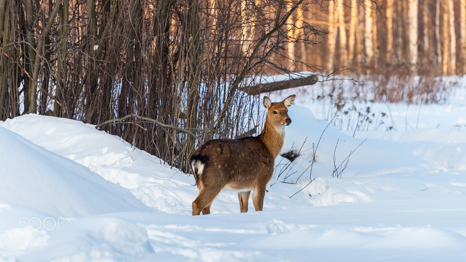Nikon D810 sample photo. Deer photography