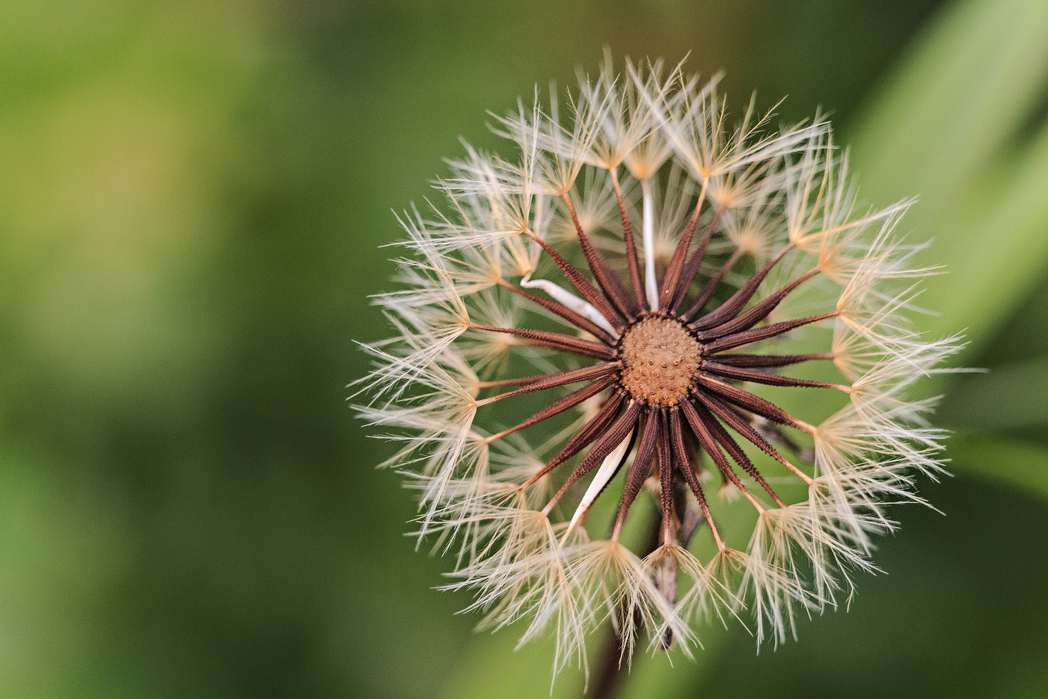Canon EF-S 55-250mm F4-5.6 IS STM sample photo. Ready to fly photography