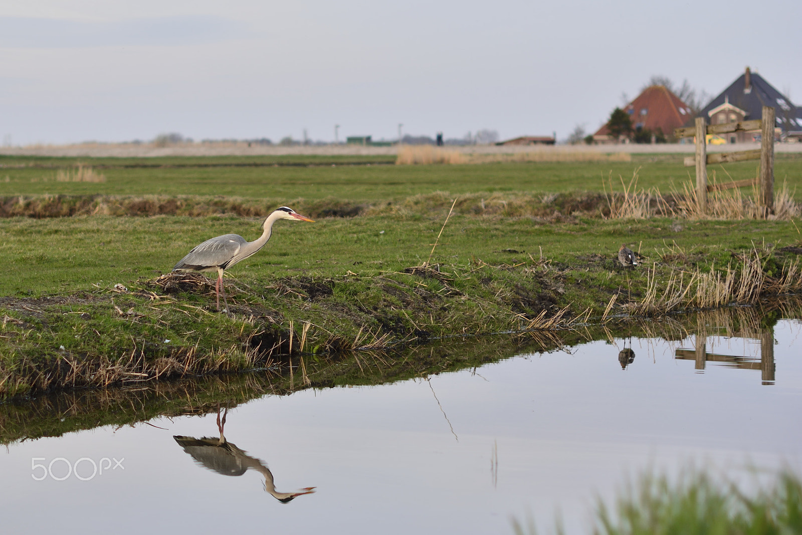 Nikon D7100 + Nikon AF-S Nikkor 50mm F1.4G sample photo. Blauwe reiger  grey heron photography