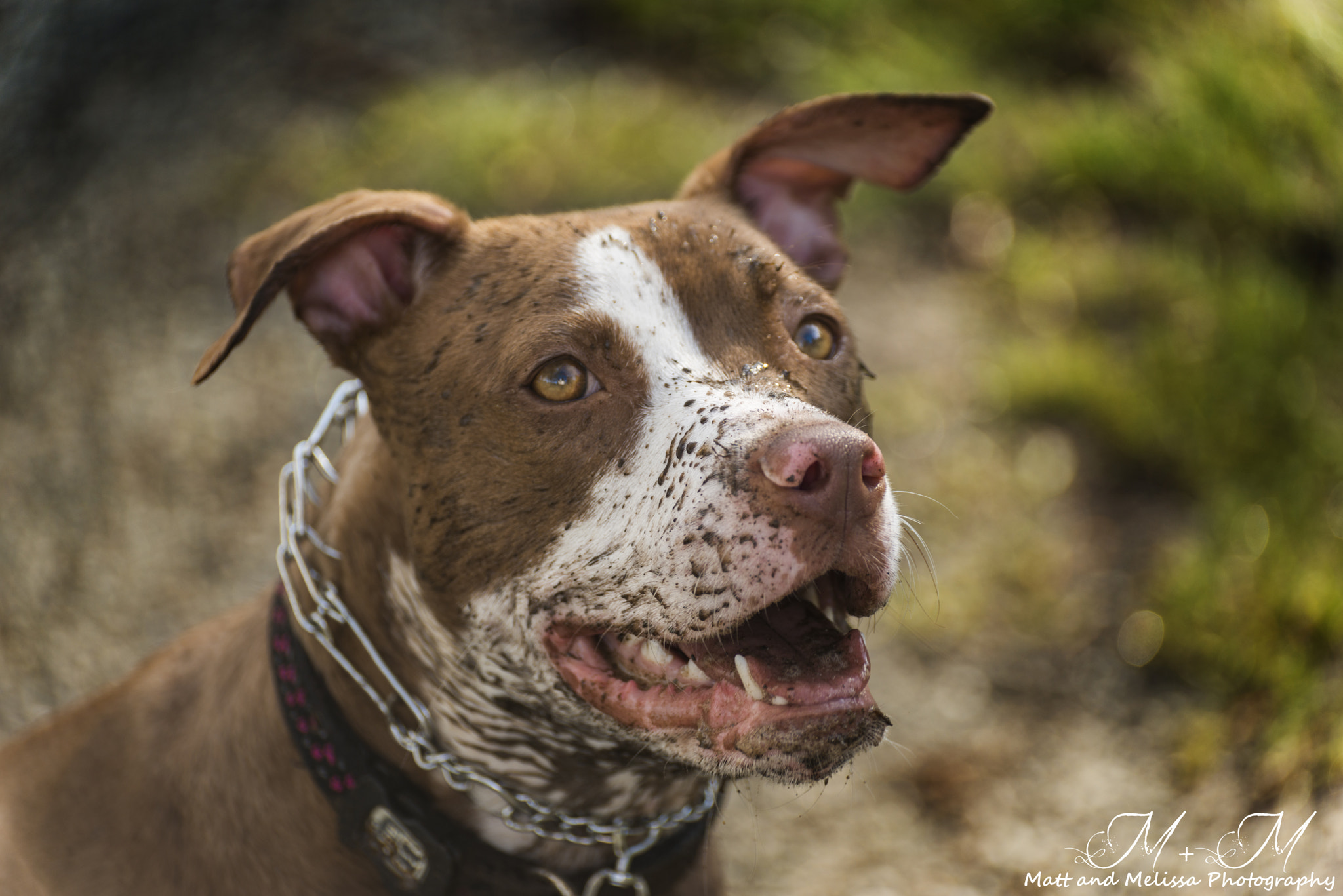 Nikon D800 sample photo. Pitbull photography