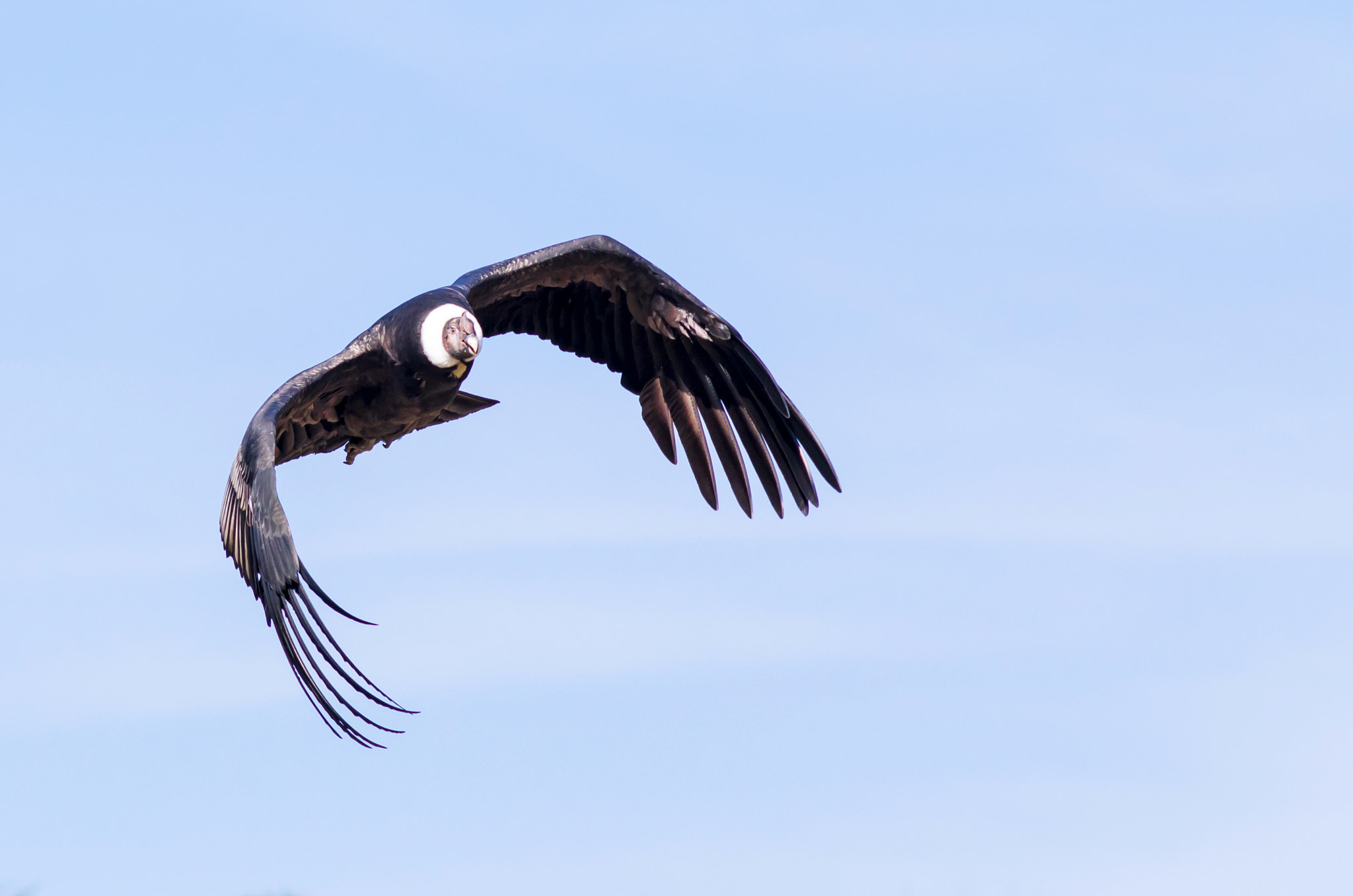 Canon EOS 7D Mark II + Canon EF 200mm F2.8L II USM sample photo. Condor photography