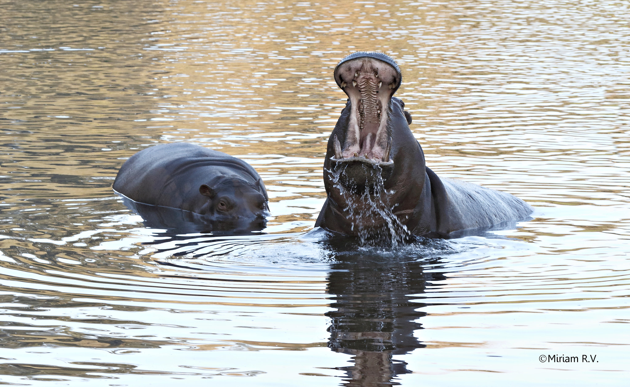 Canon EF 70-200mm F2.8L IS II USM sample photo. Hippos photography