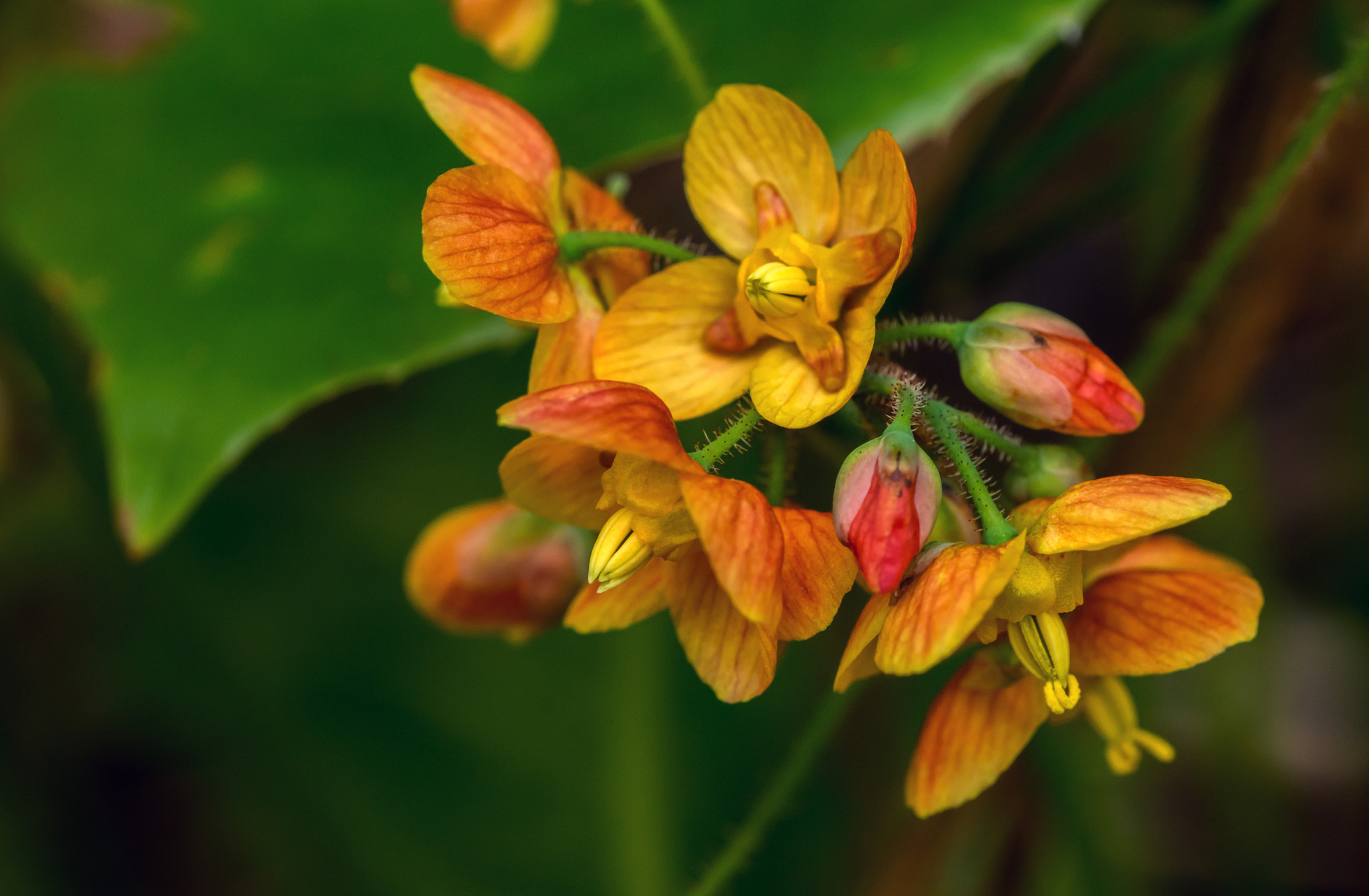 AF Micro-Nikkor 60mm f/2.8 sample photo. Do horny goats need weed? photography