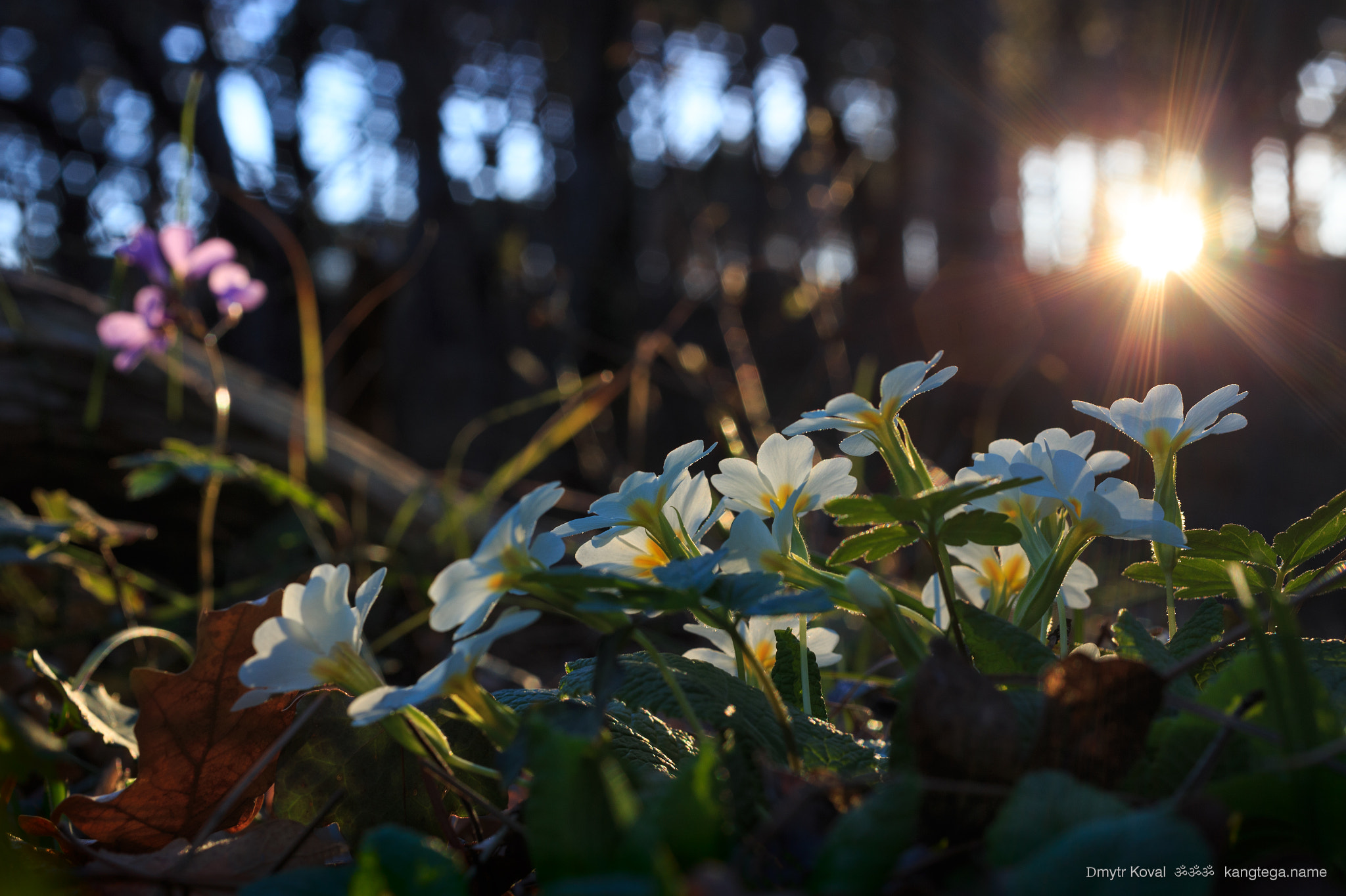 Canon EF 50mm F2.5 Macro sample photo. Light in temple_Свет в Храме photography