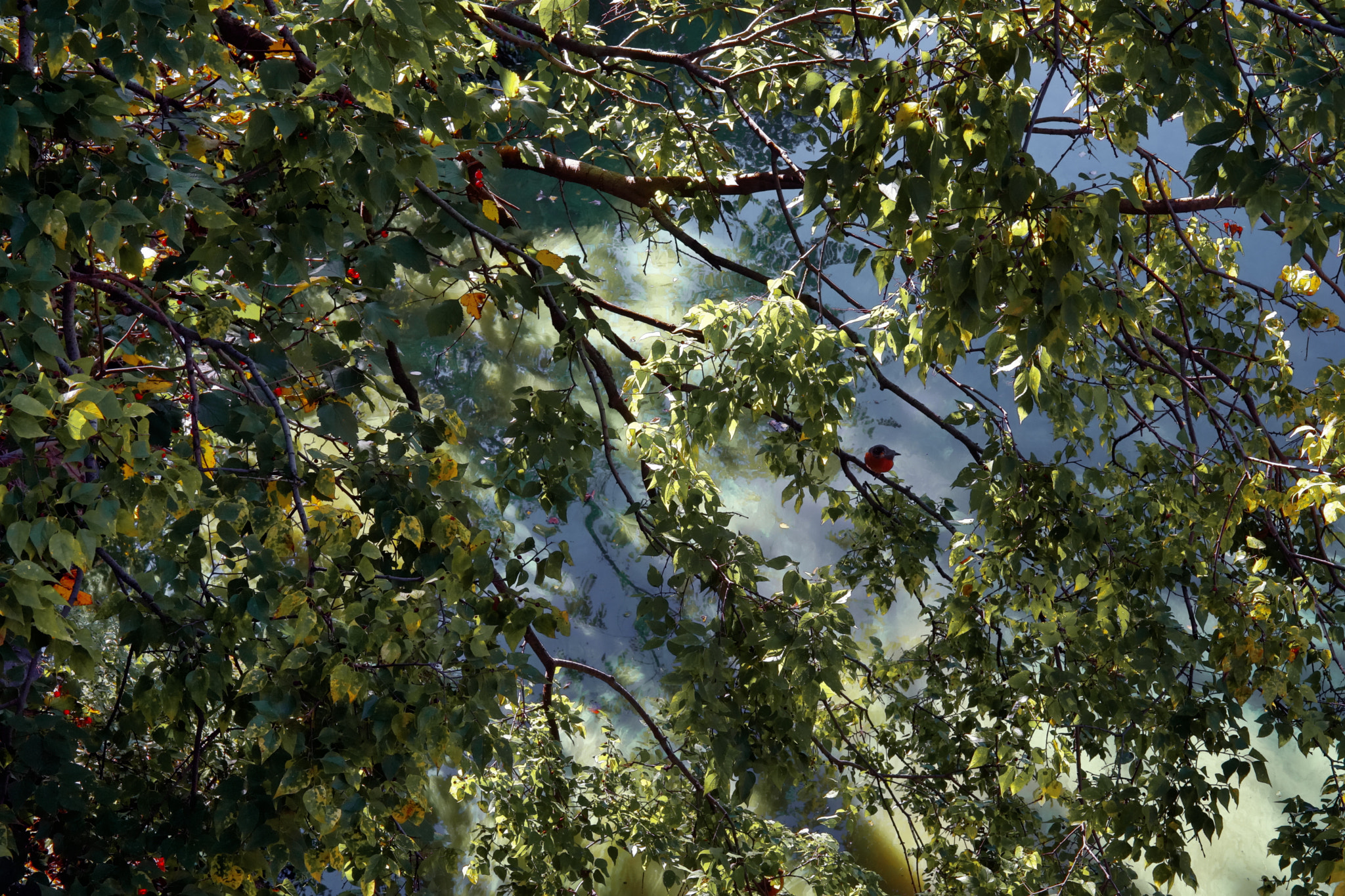 Sony a99 II + Sony 50mm F1.4 sample photo. Central paek little bird toyo nyc photography