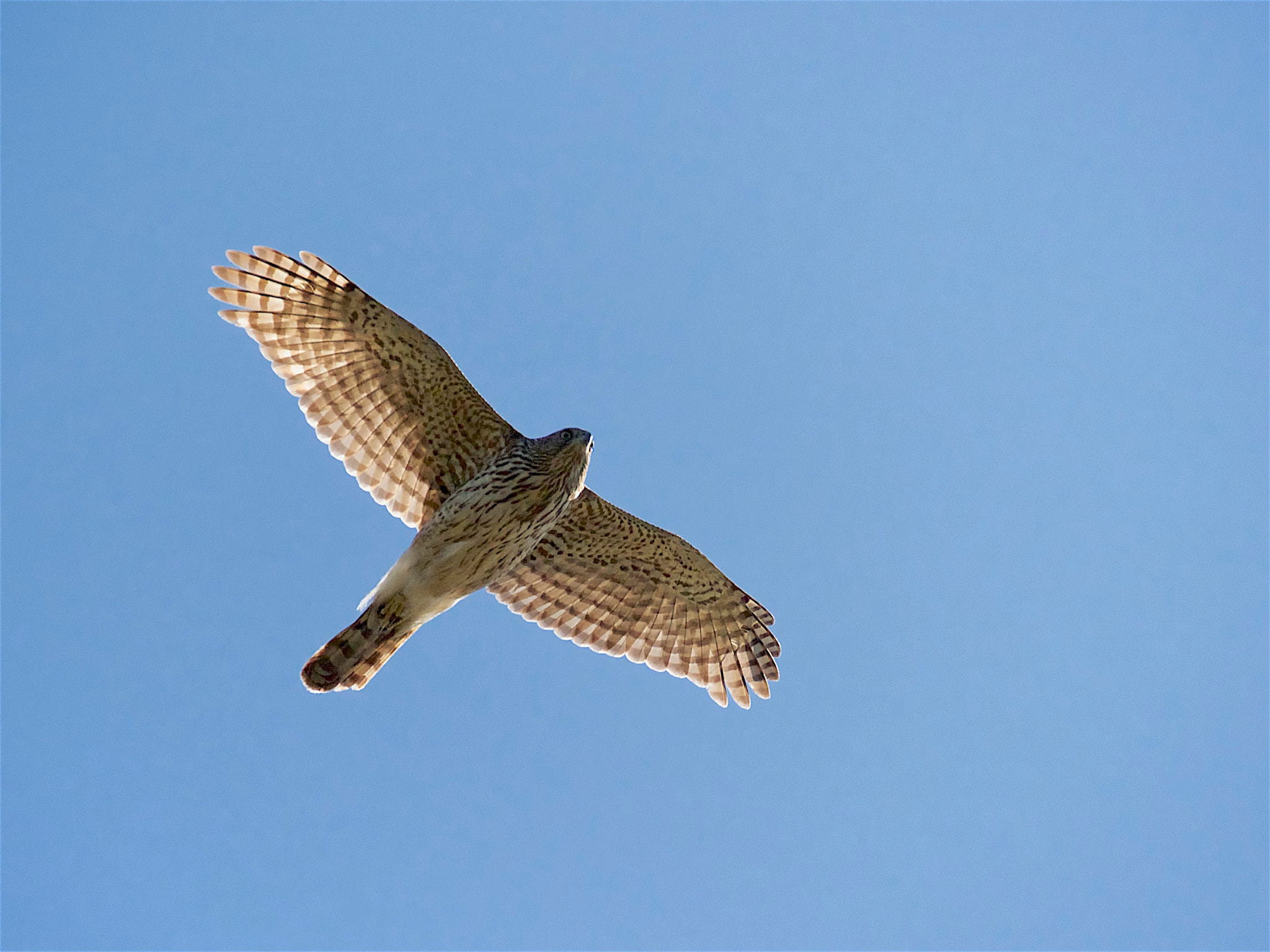 Canon EF 70-300mm F4-5.6L IS USM sample photo. Cooper's hawk photography