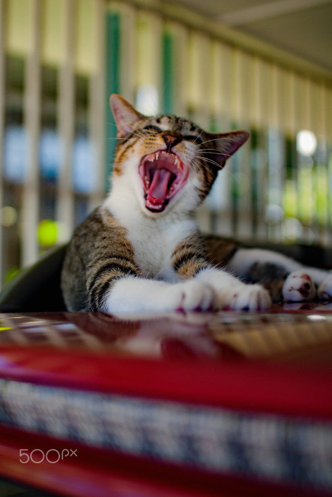 Sigma 30mm F1.4 EX DC HSM sample photo. Mauricio the cat photography