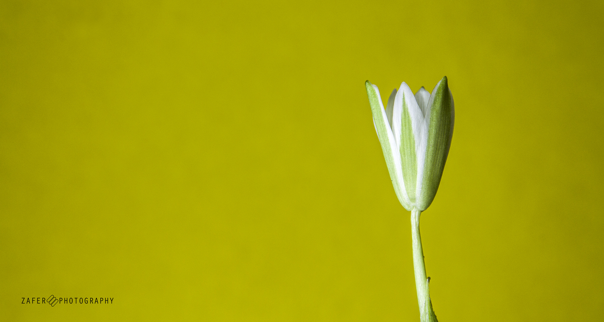 Canon EOS 1100D (EOS Rebel T3 / EOS Kiss X50) sample photo. Sleep time snowdrop photography