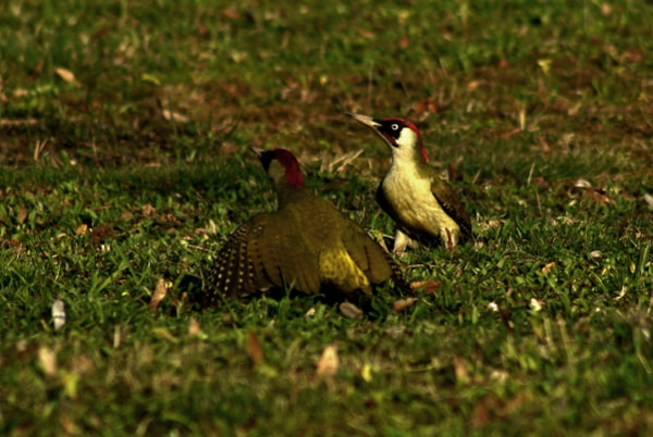 Minolta AF 100-300mm F4.5-5.6 sample photo. Dzięcioł zielony (picus viridis) photography