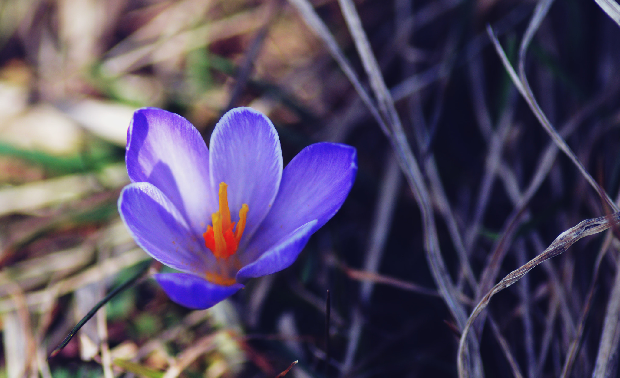 Nikon D3200 sample photo. Flower photography