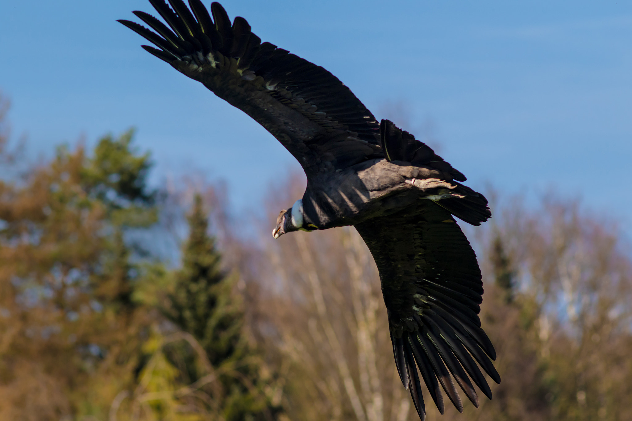 Canon EOS 7D Mark II + Canon EF 200mm F2.8L II USM sample photo. Condor 3 m spannweite photography