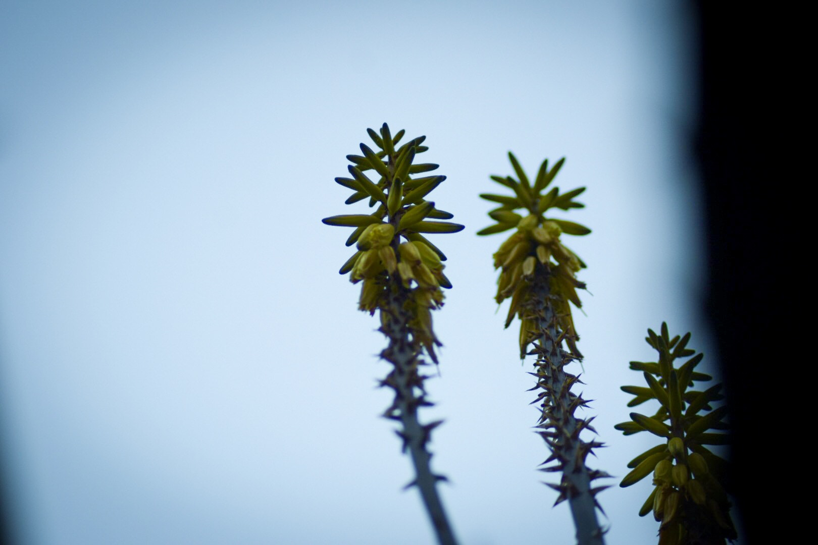 Nikon AF Nikkor 70-300mm F4-5.6G sample photo. Court days. photography