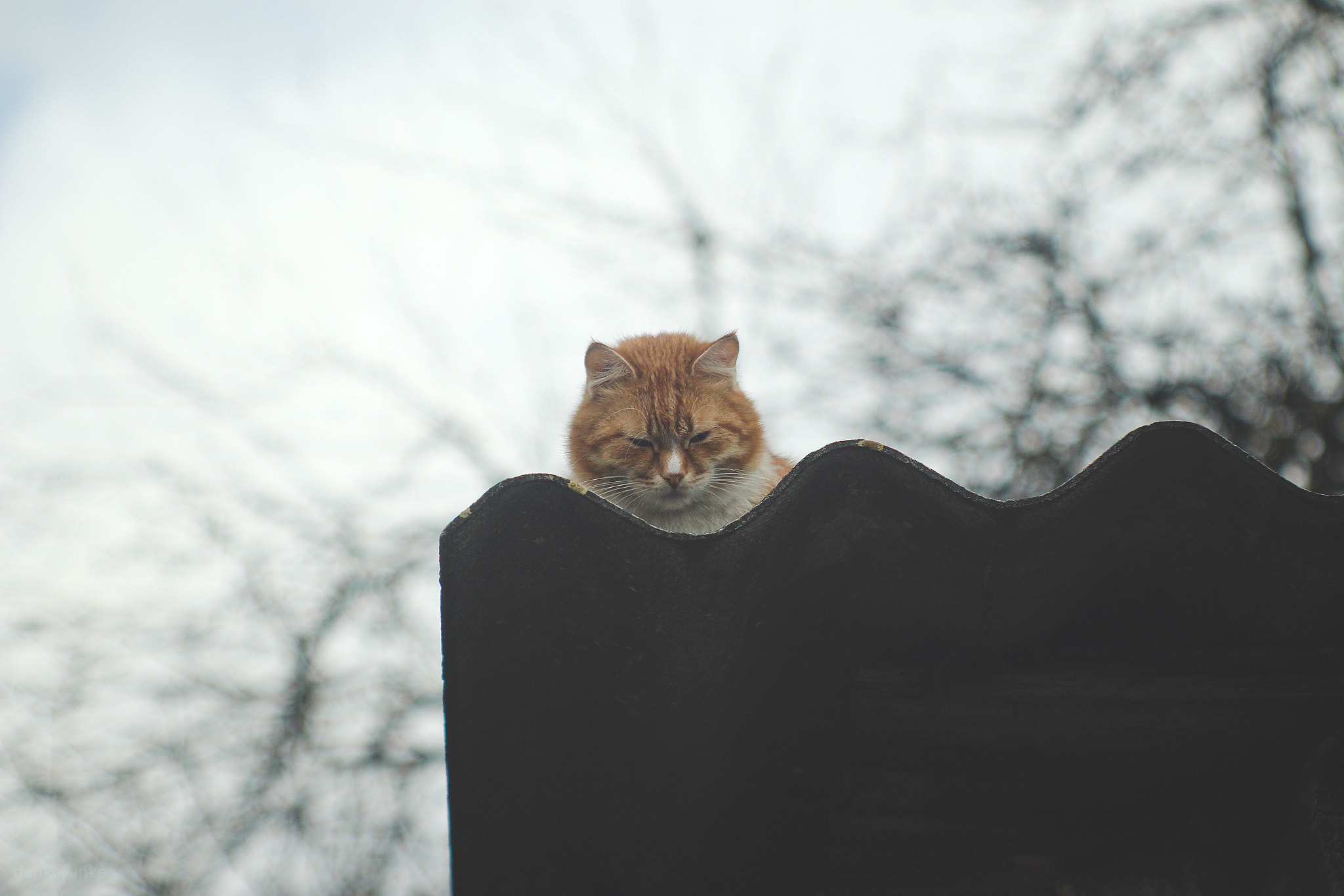 Canon EF 35-80mm f/4-5.6 sample photo. Roof cat photography