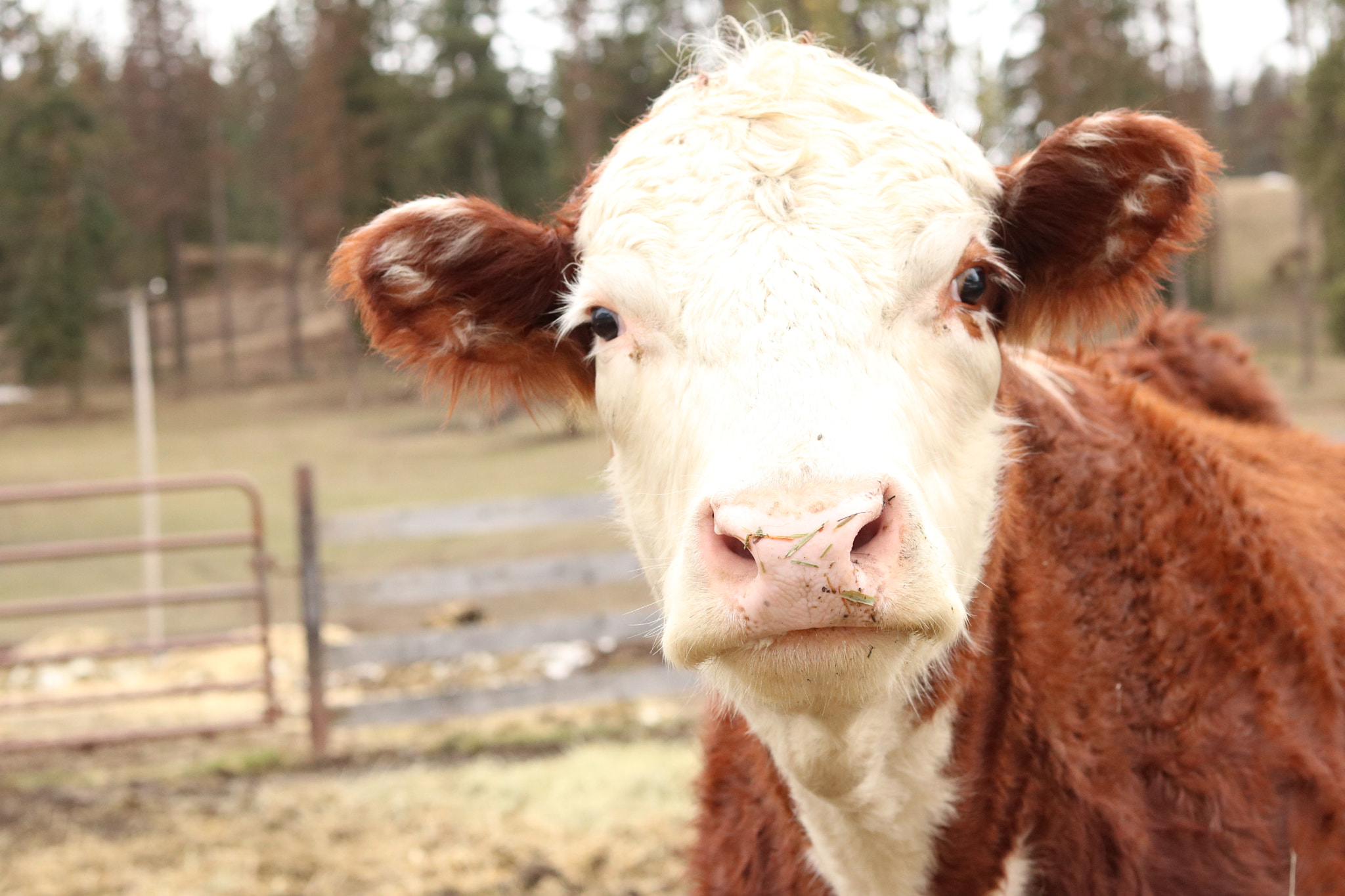 Canon EOS 750D (EOS Rebel T6i / EOS Kiss X8i) sample photo. Cow close up photography