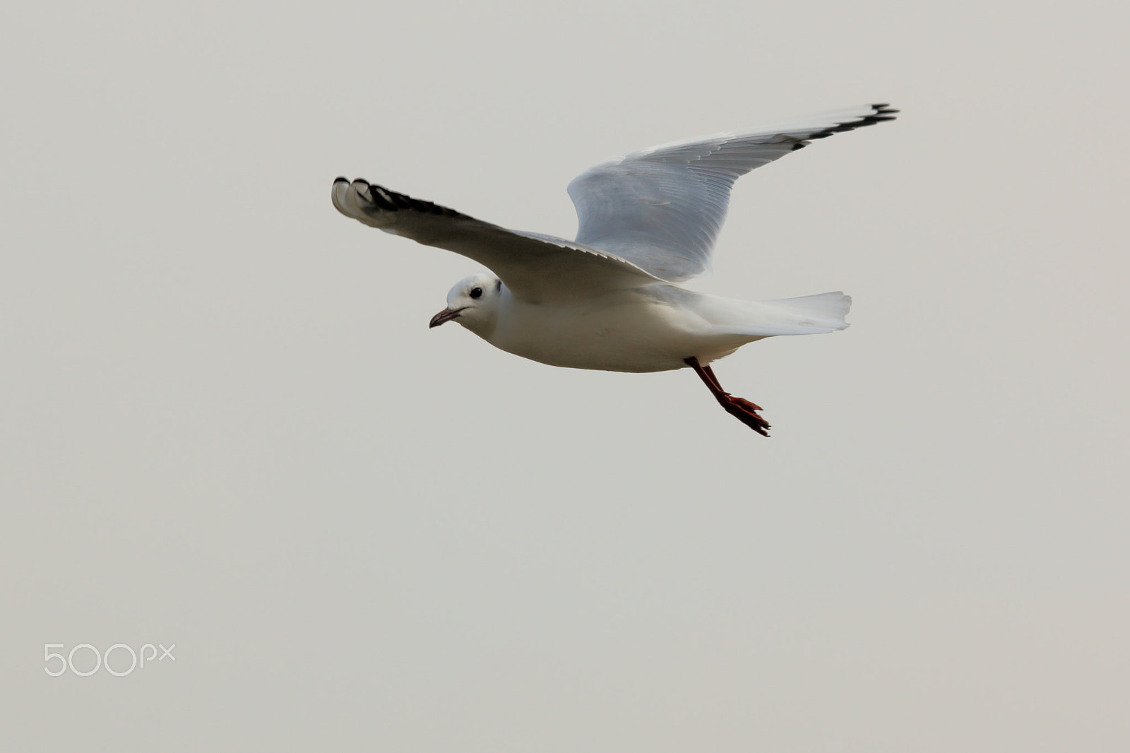Canon EOS 70D sample photo. Adult winter black-headed gull photography