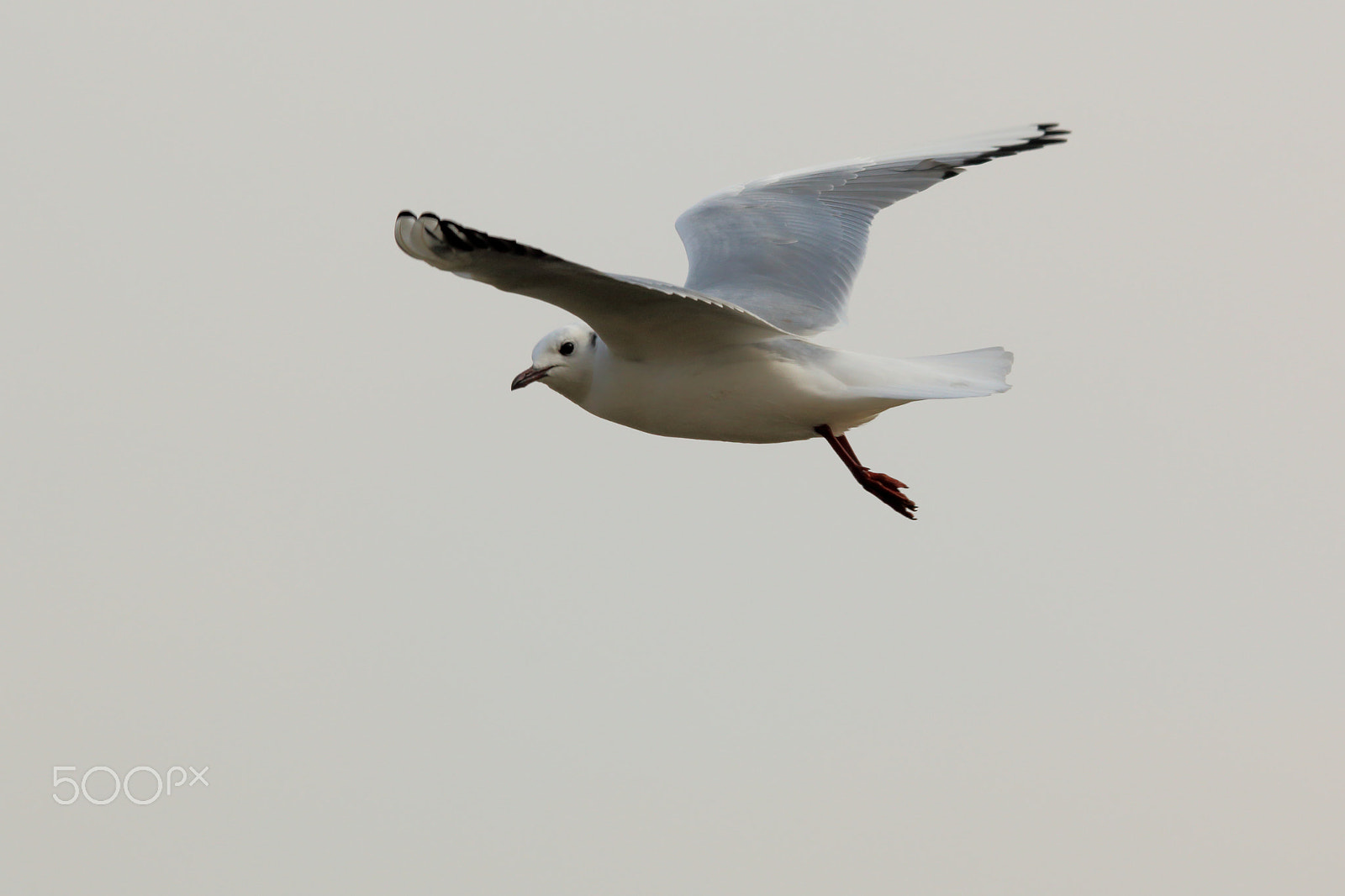 Sigma 150-500mm F5-6.3 DG OS HSM sample photo. Adult winter black-headed gull photography