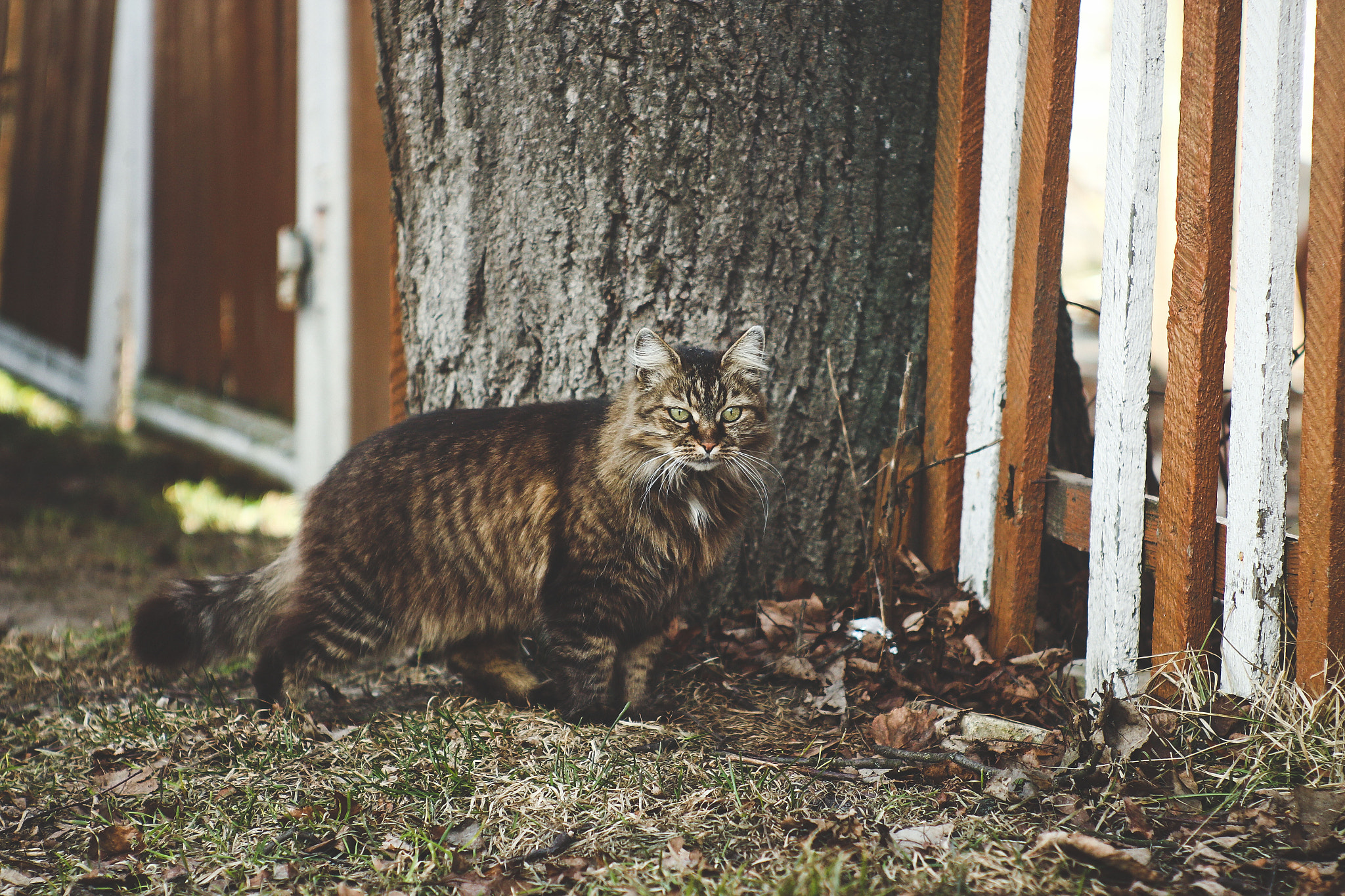 Canon EF 35-80mm f/4-5.6 sample photo. March cat photography