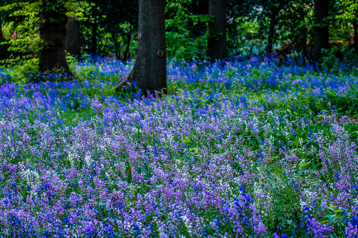 Nikon AF-S Nikkor 70-200mm F4G ED VR sample photo. Spring time photography