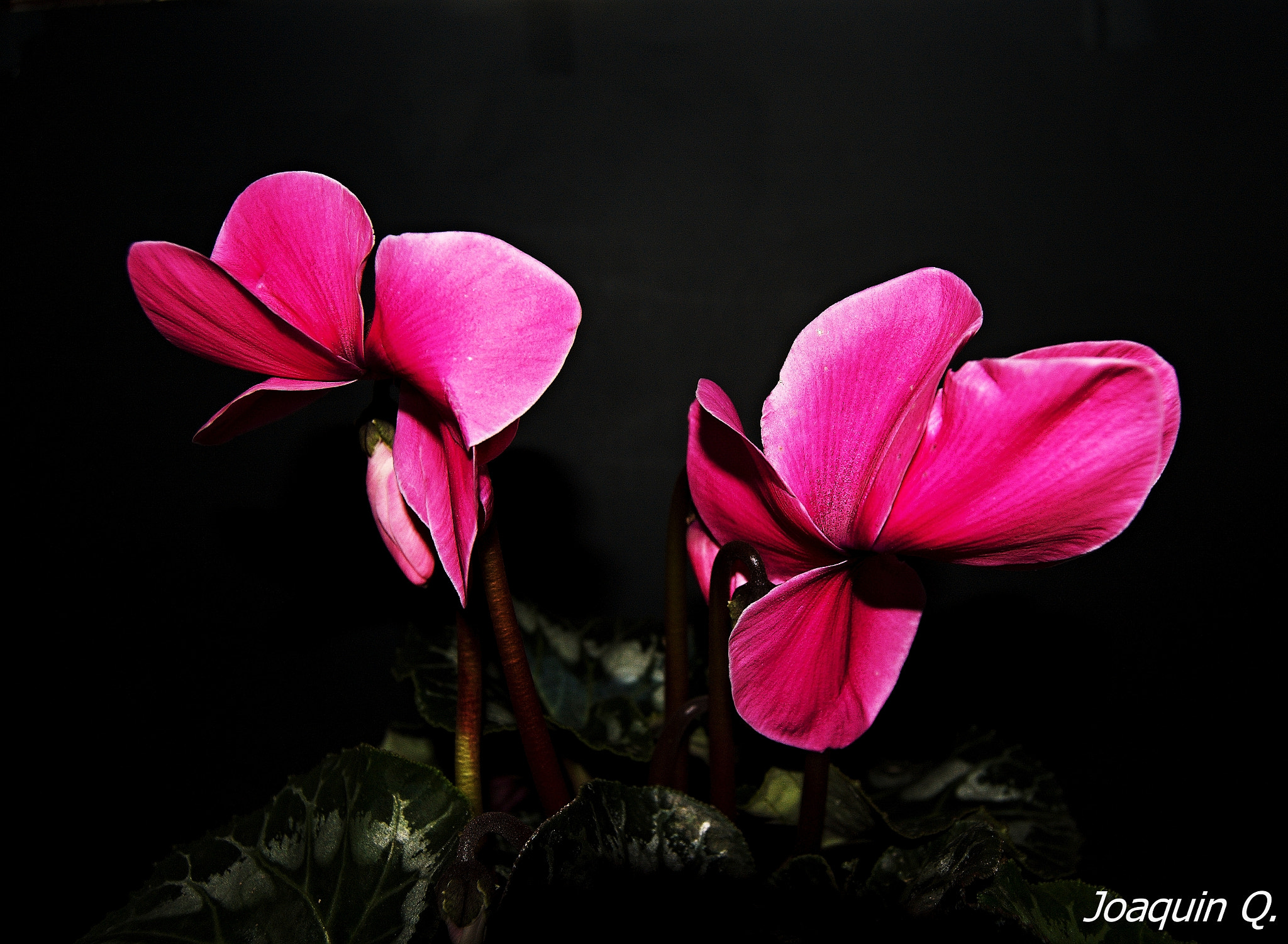 Nikon D40 sample photo. Cyclamen rosa photography
