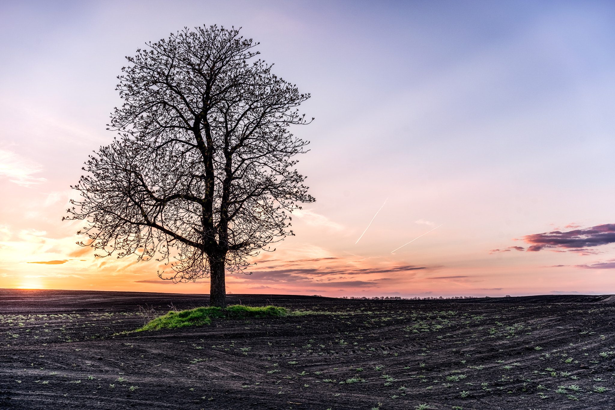 Sony a7R II + Sony Sonnar T* FE 35mm F2.8 ZA sample photo. Solitary tree photography