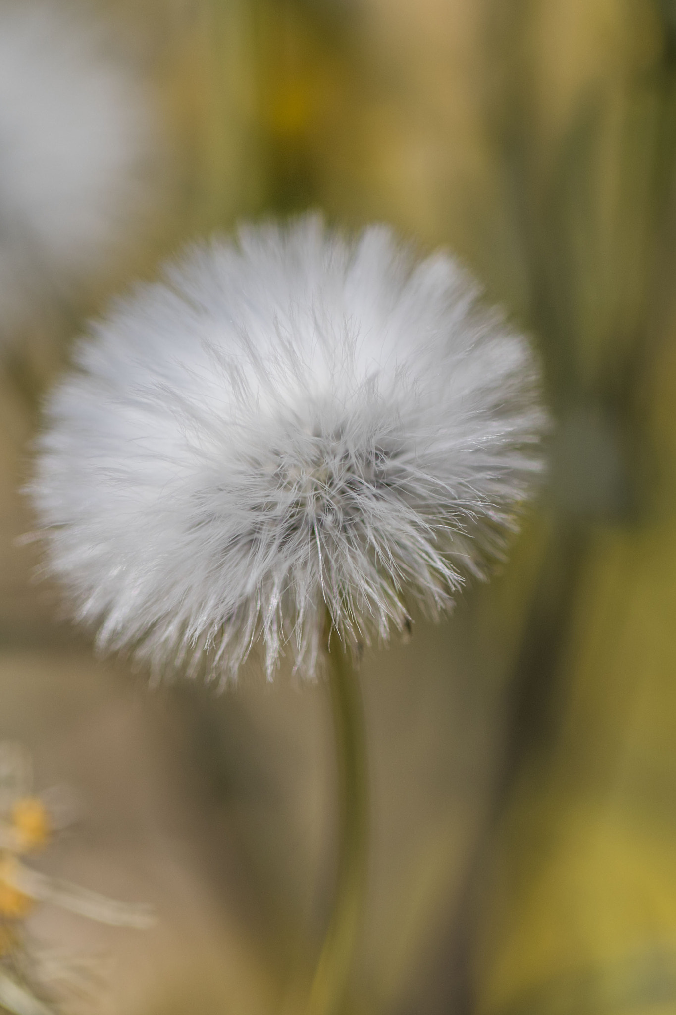 Canon EF 100mm F2.8L Macro IS USM sample photo. Make a wish photography