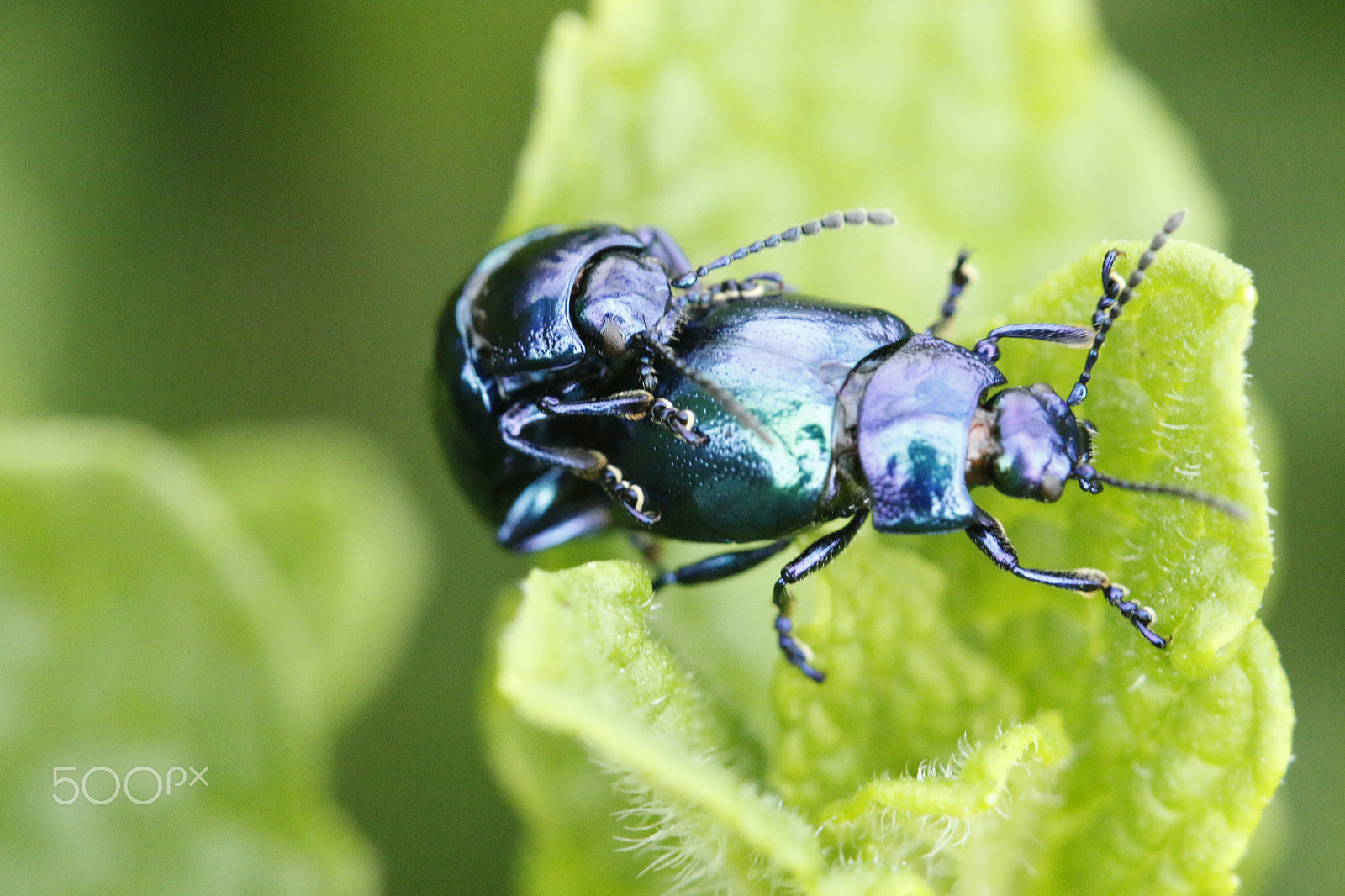 Sigma APO Macro 180mm F2.8 EX DG OS HSM sample photo. Alder leaf beetle or agelastica alni photography