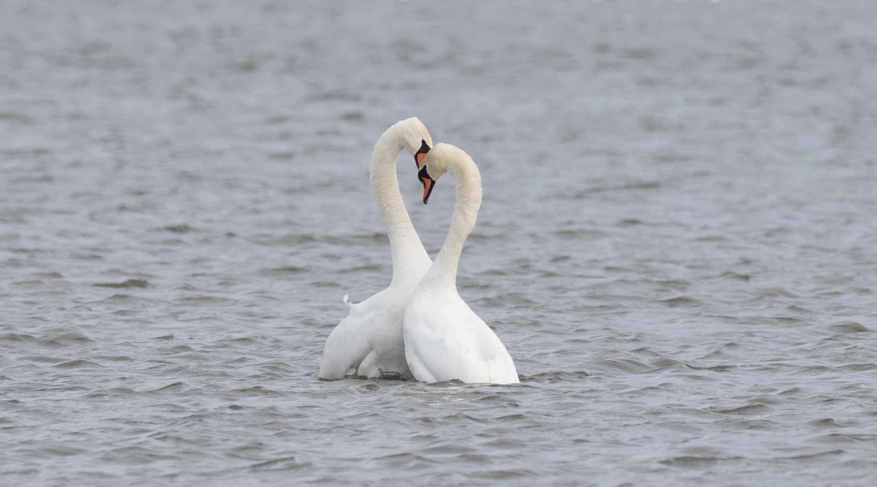 Olympus OM-D E-M1 Mark II + OLYMPUS M.300mm F4.0 sample photo. In love photography