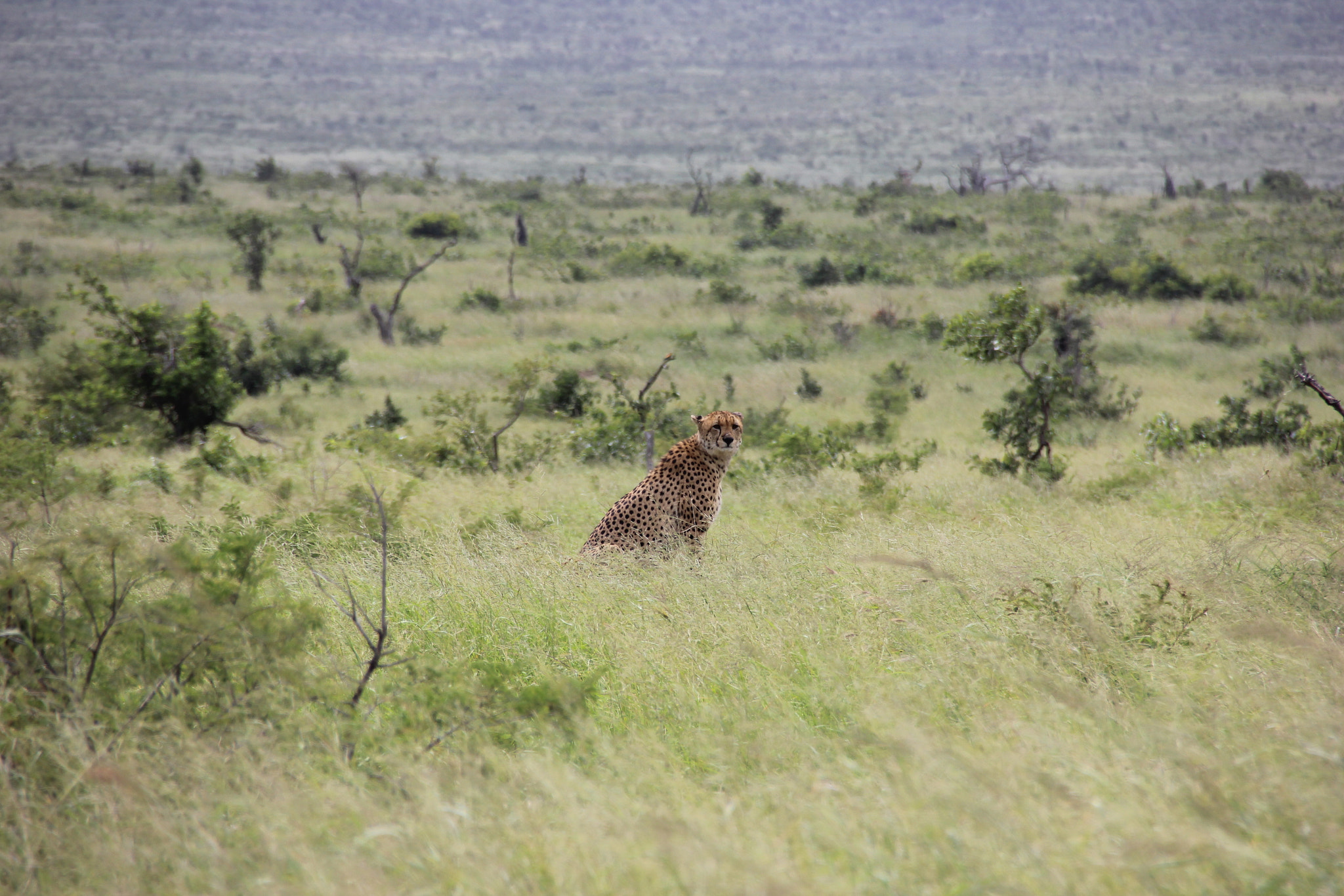 Sigma 18-250mm F3.5-6.3 DC OS HSM sample photo. South africa photography