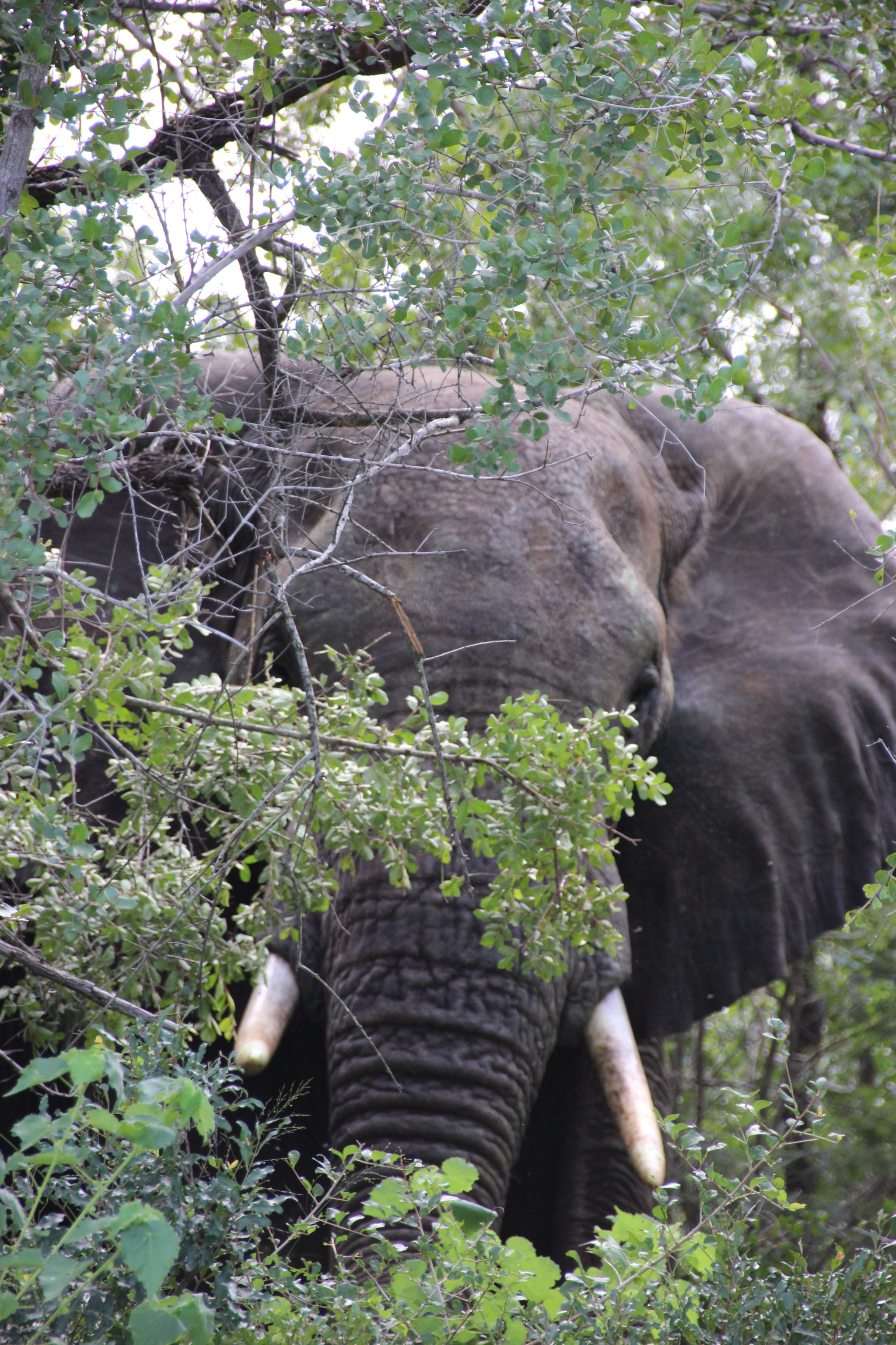 Sigma 18-250mm F3.5-6.3 DC OS HSM sample photo. South africa photography