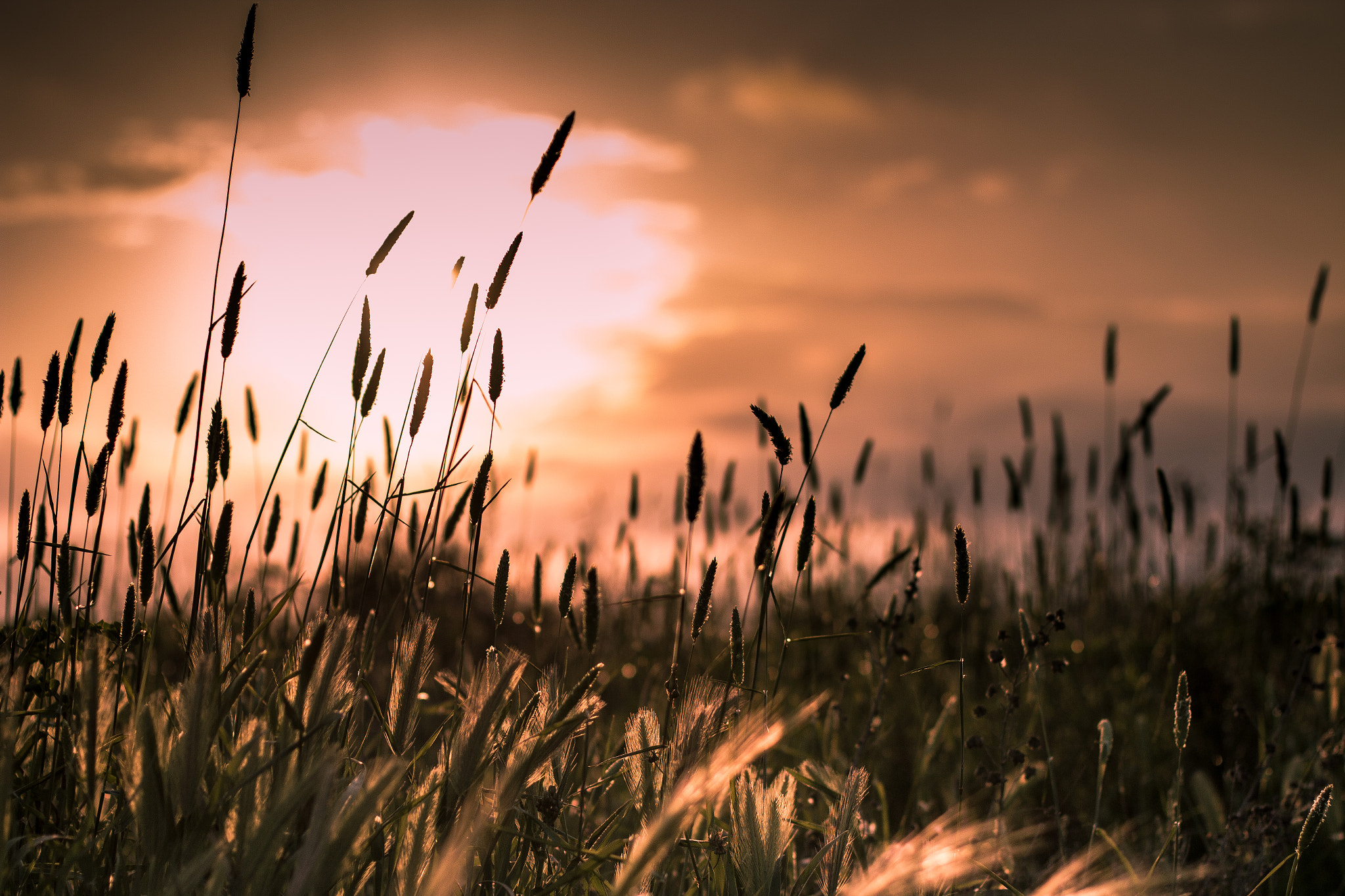 Canon EOS 70D + Canon EF 50mm F1.4 USM sample photo. Atardecer photography
