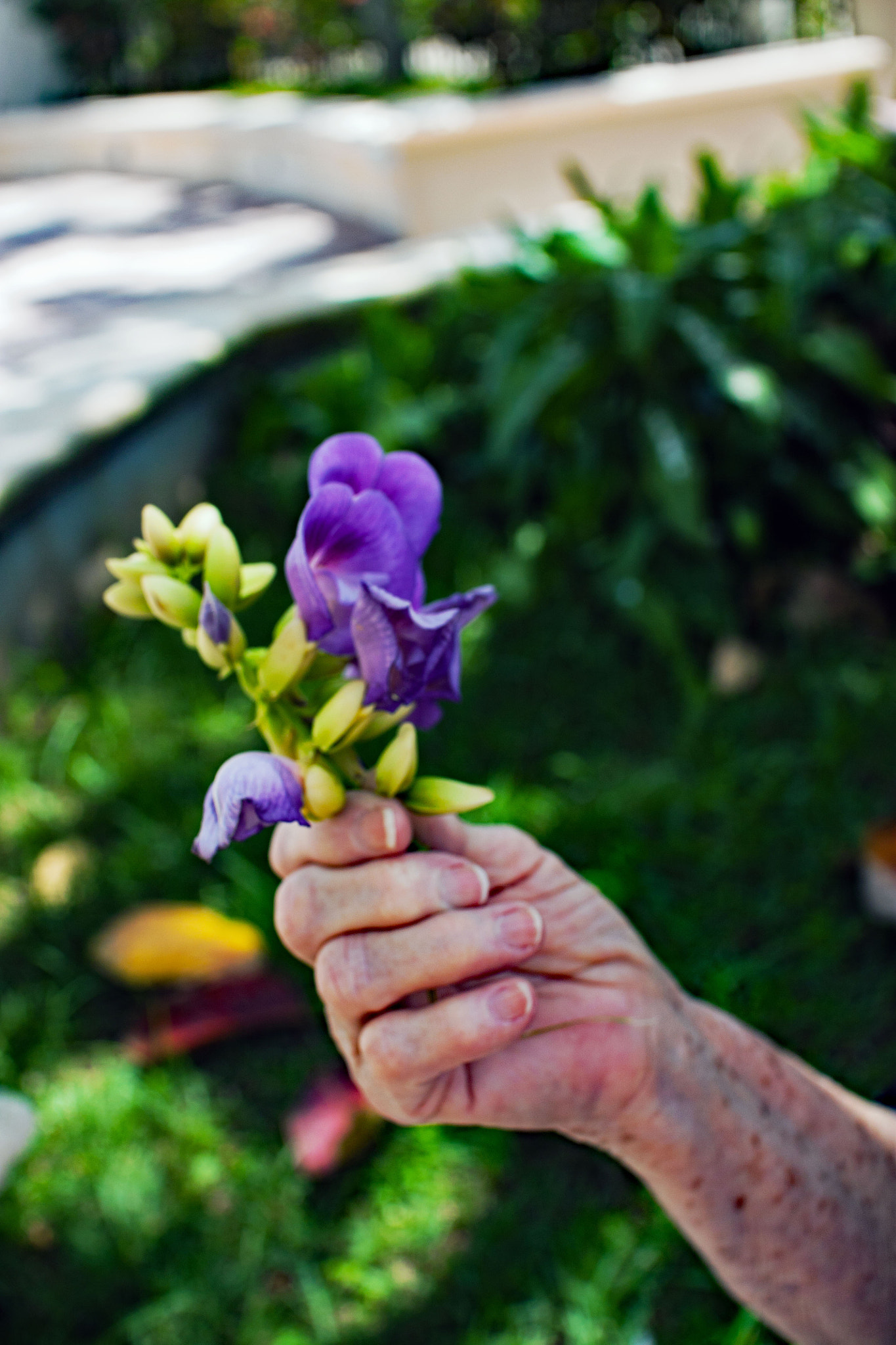 Sigma 30mm F1.4 EX DC HSM sample photo. Ofrenda de amor photography